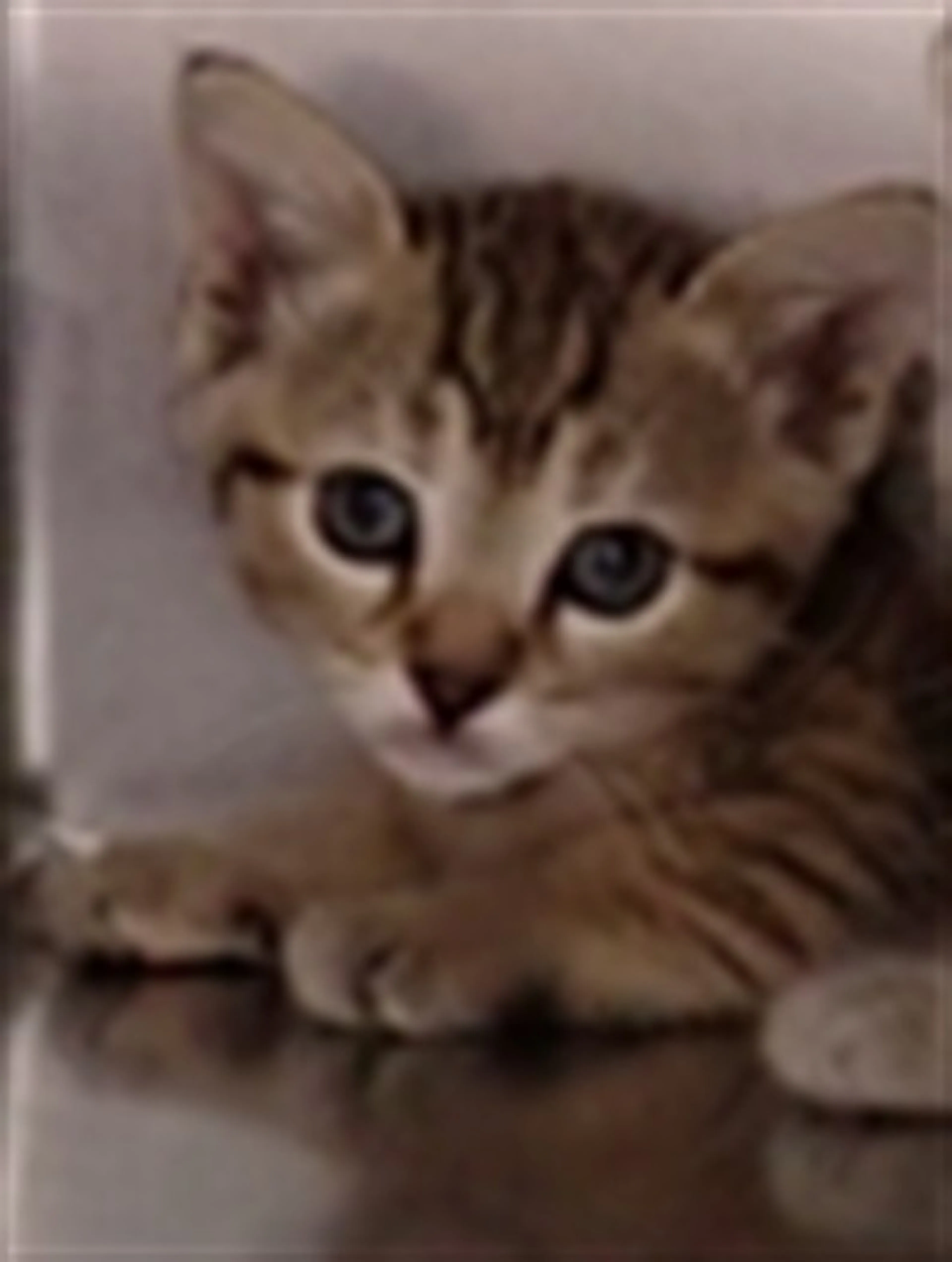 cdn image