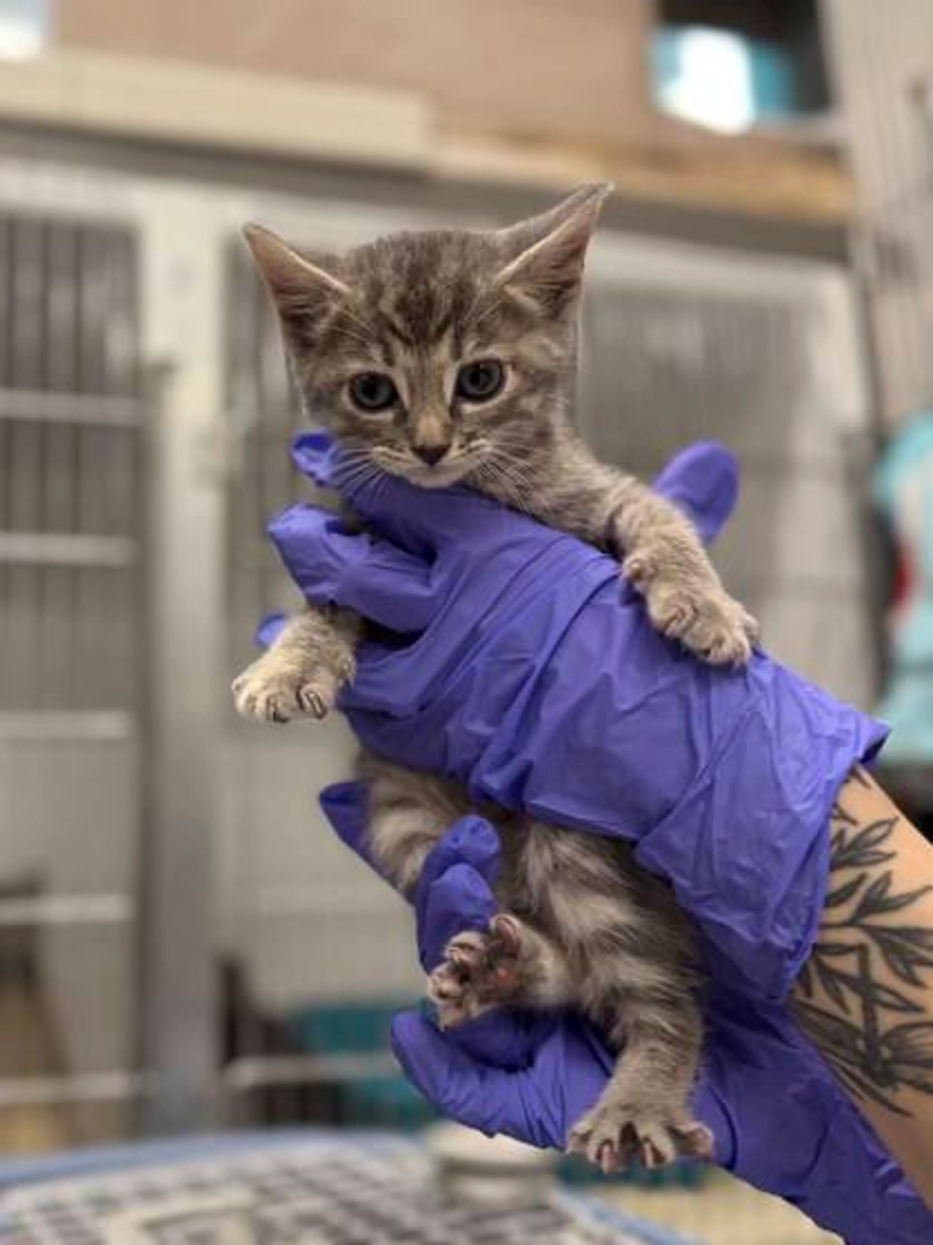 cdn image