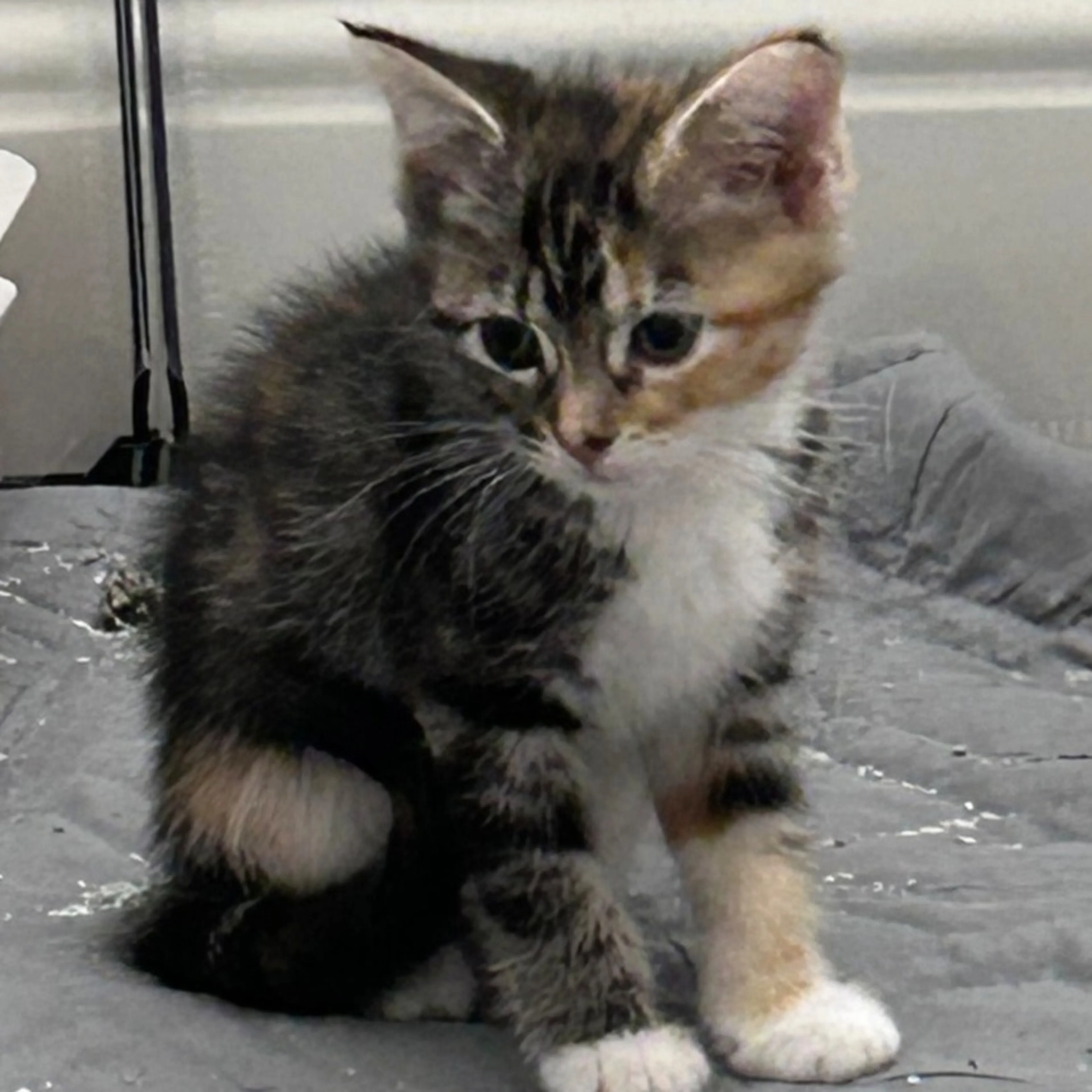 cdn image