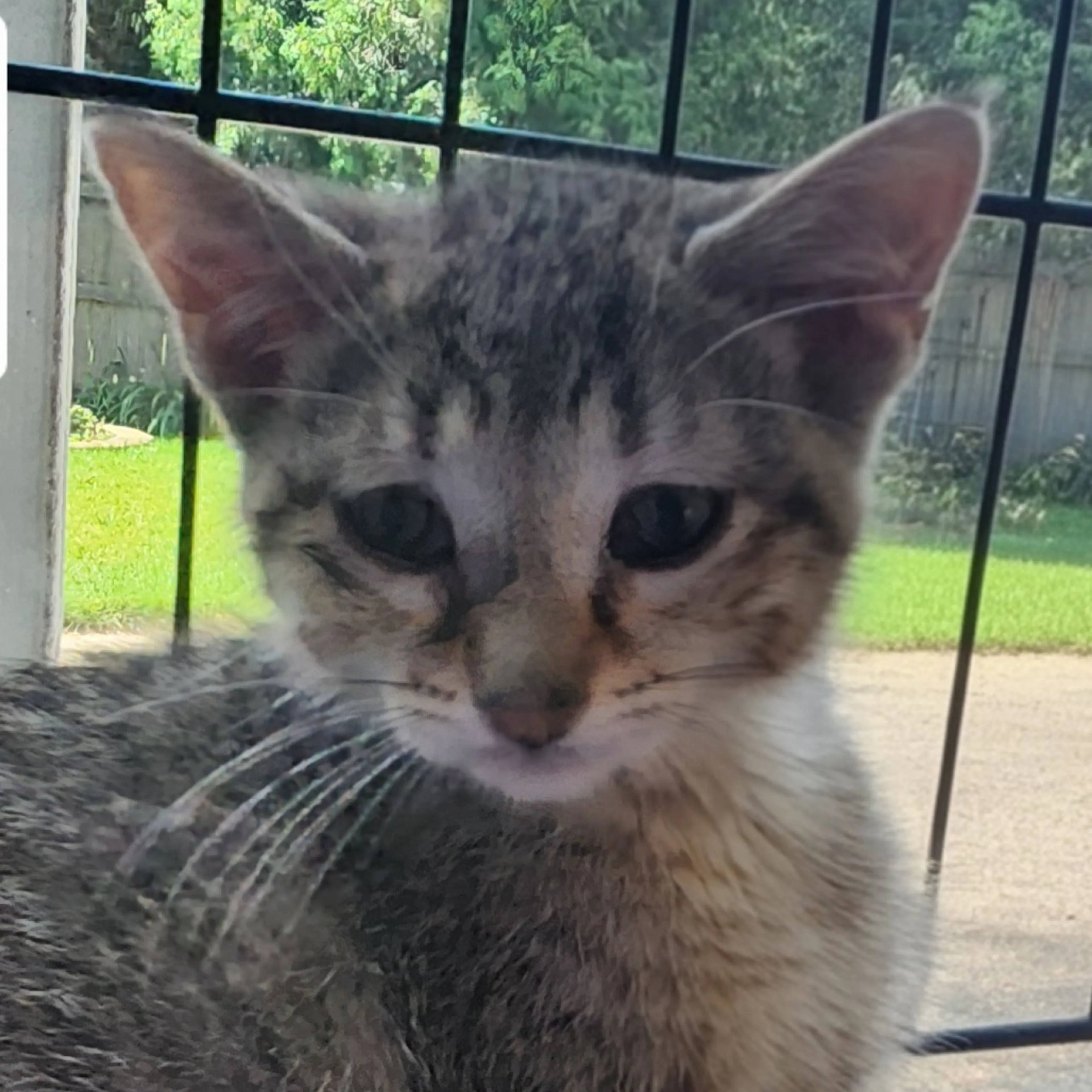 cdn image