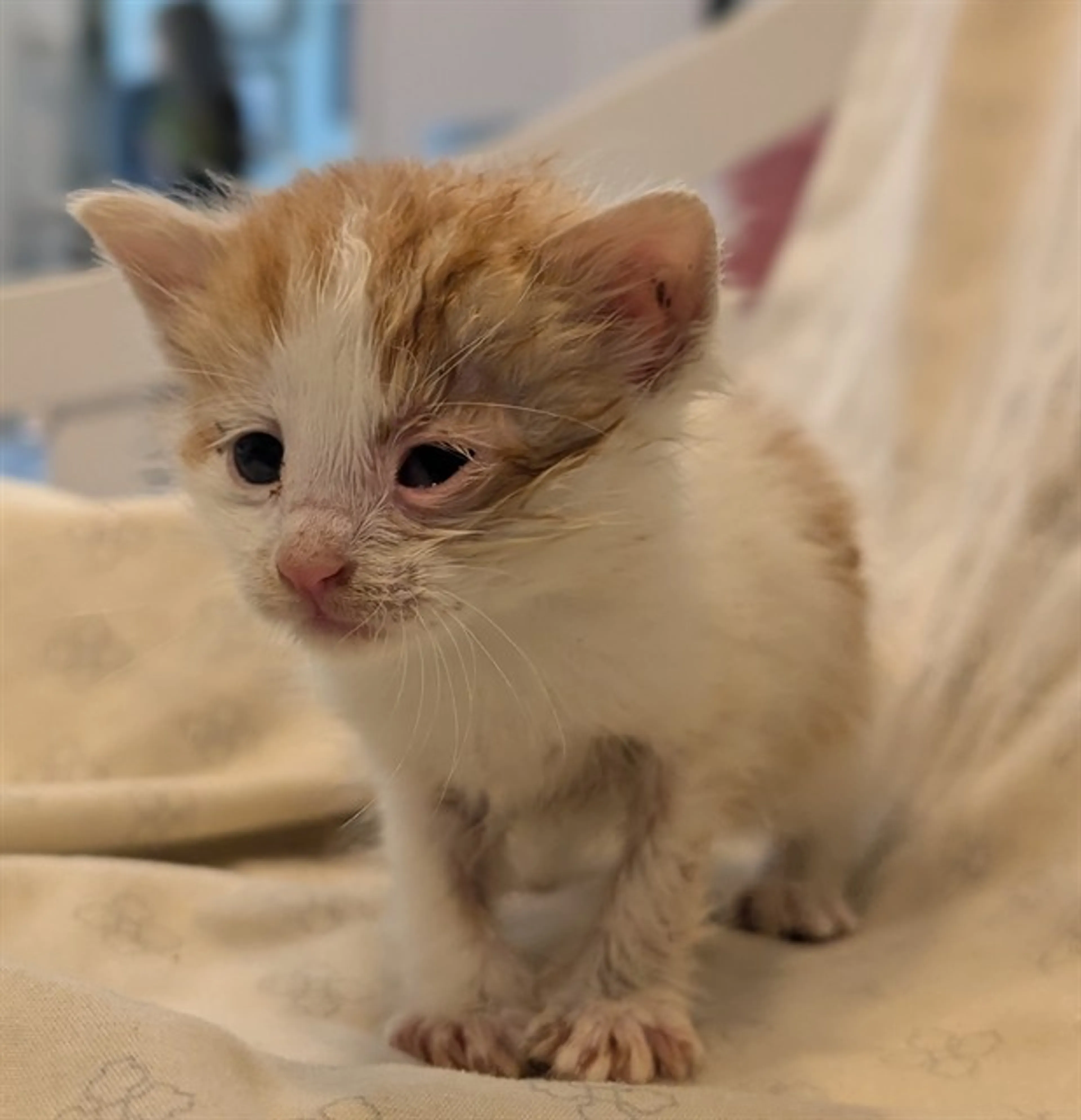 cdn image