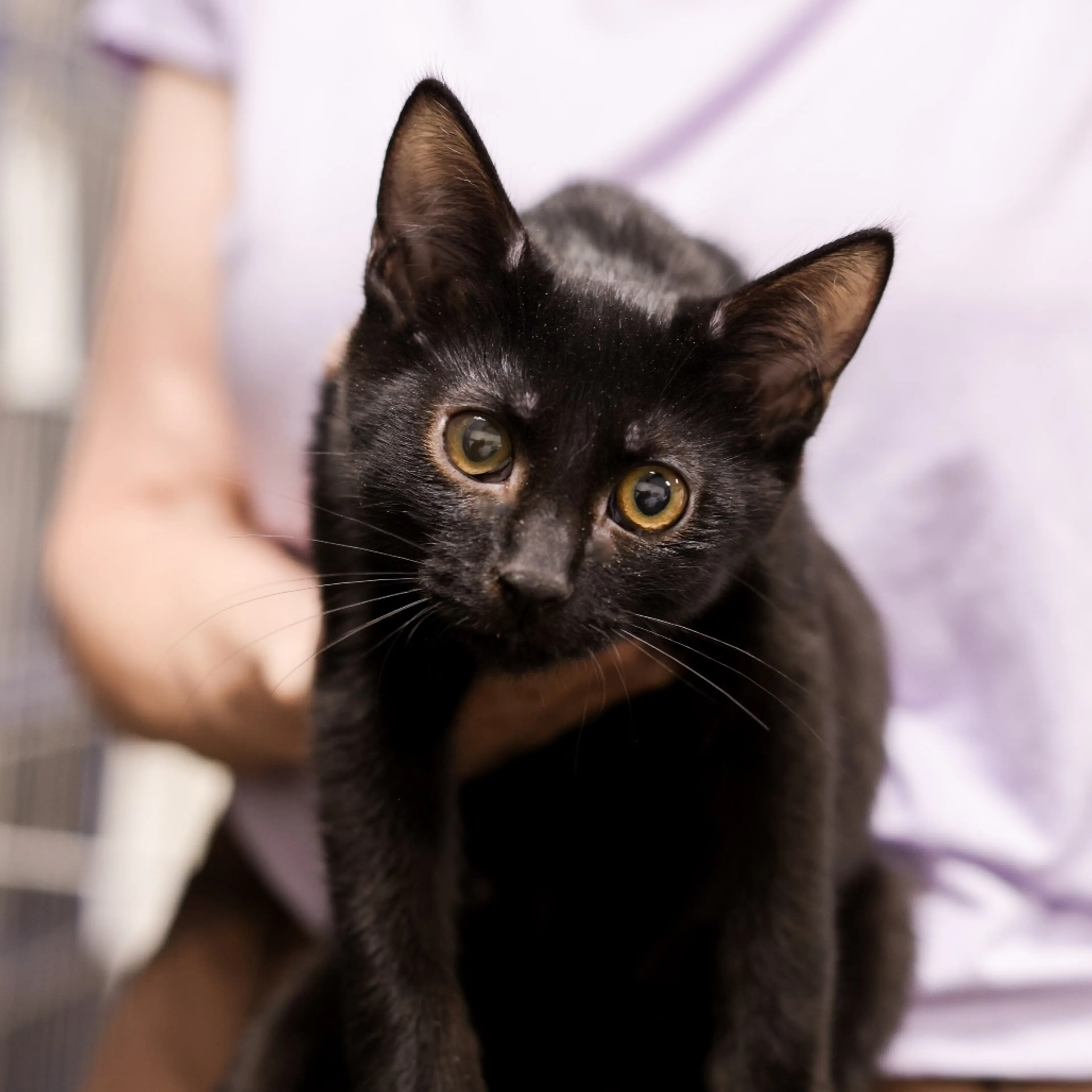 cdn image