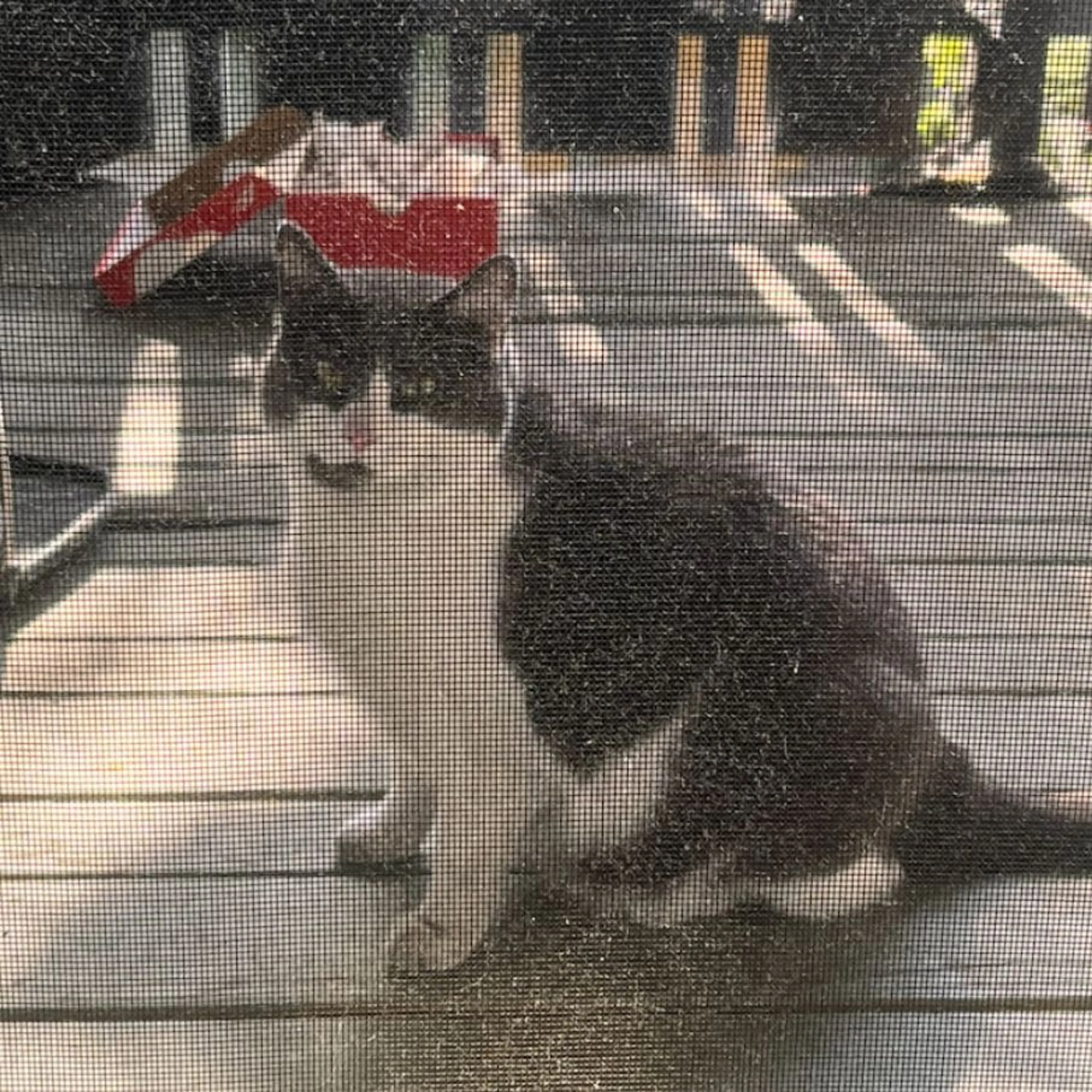 cdn image
