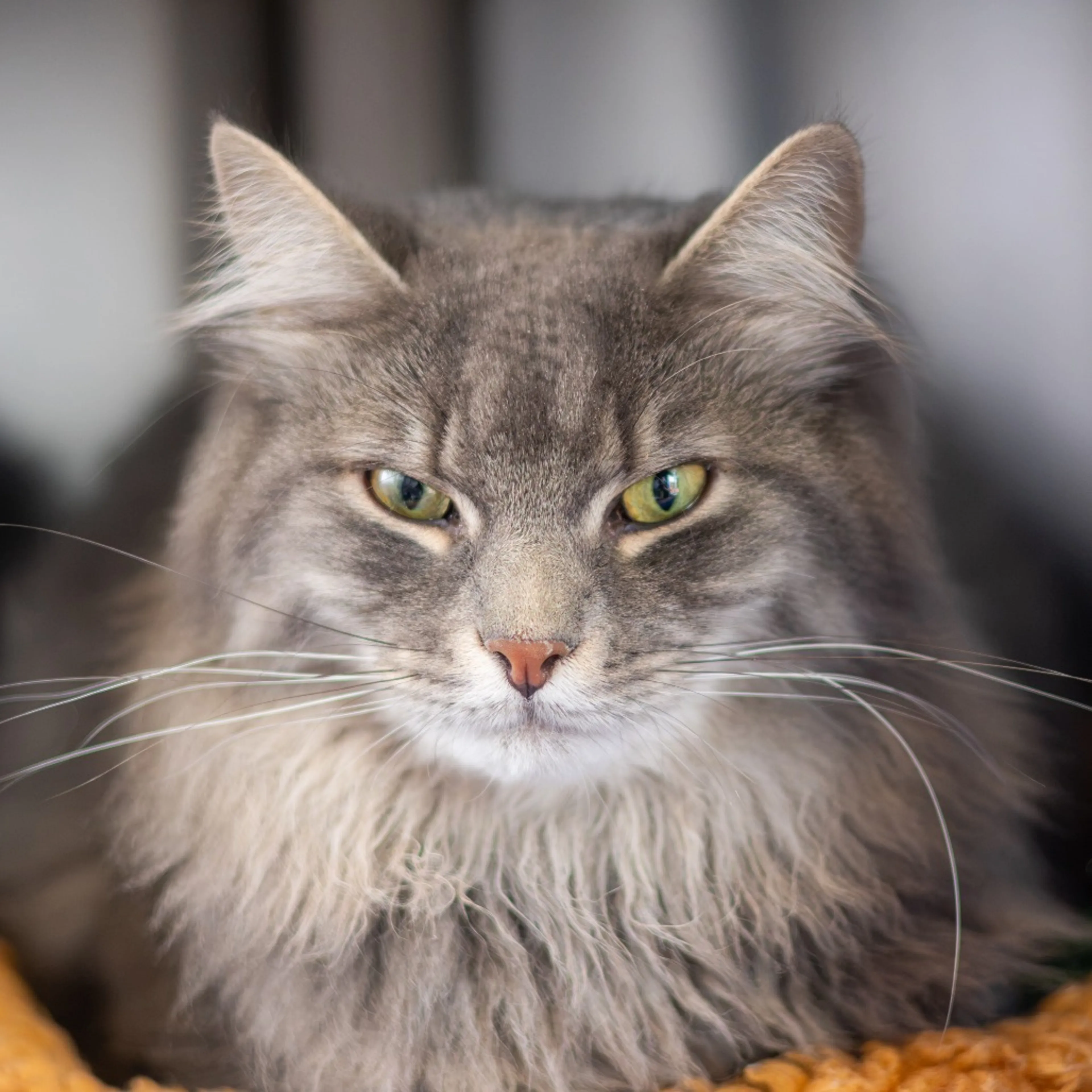 cdn image