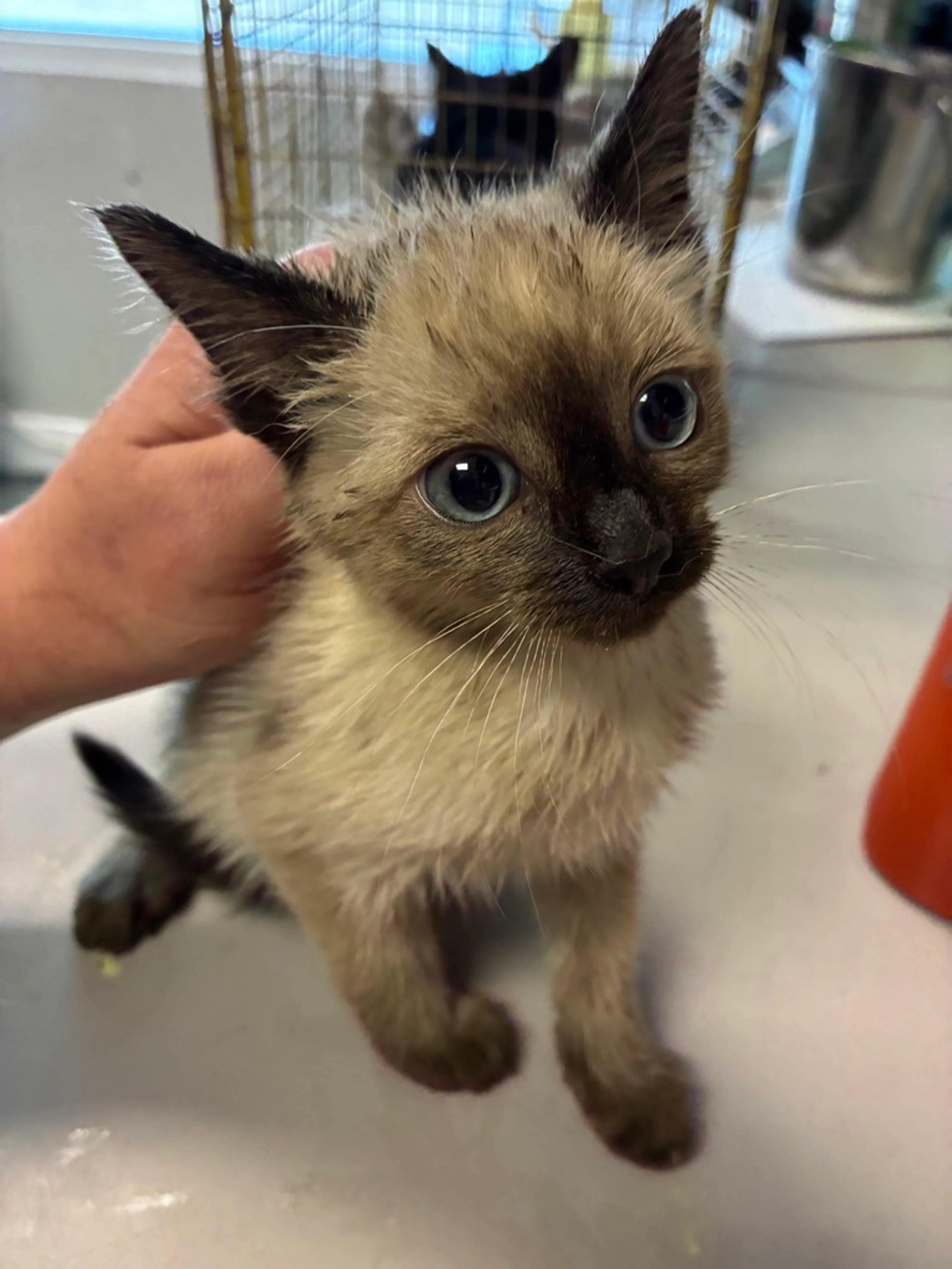 cdn image