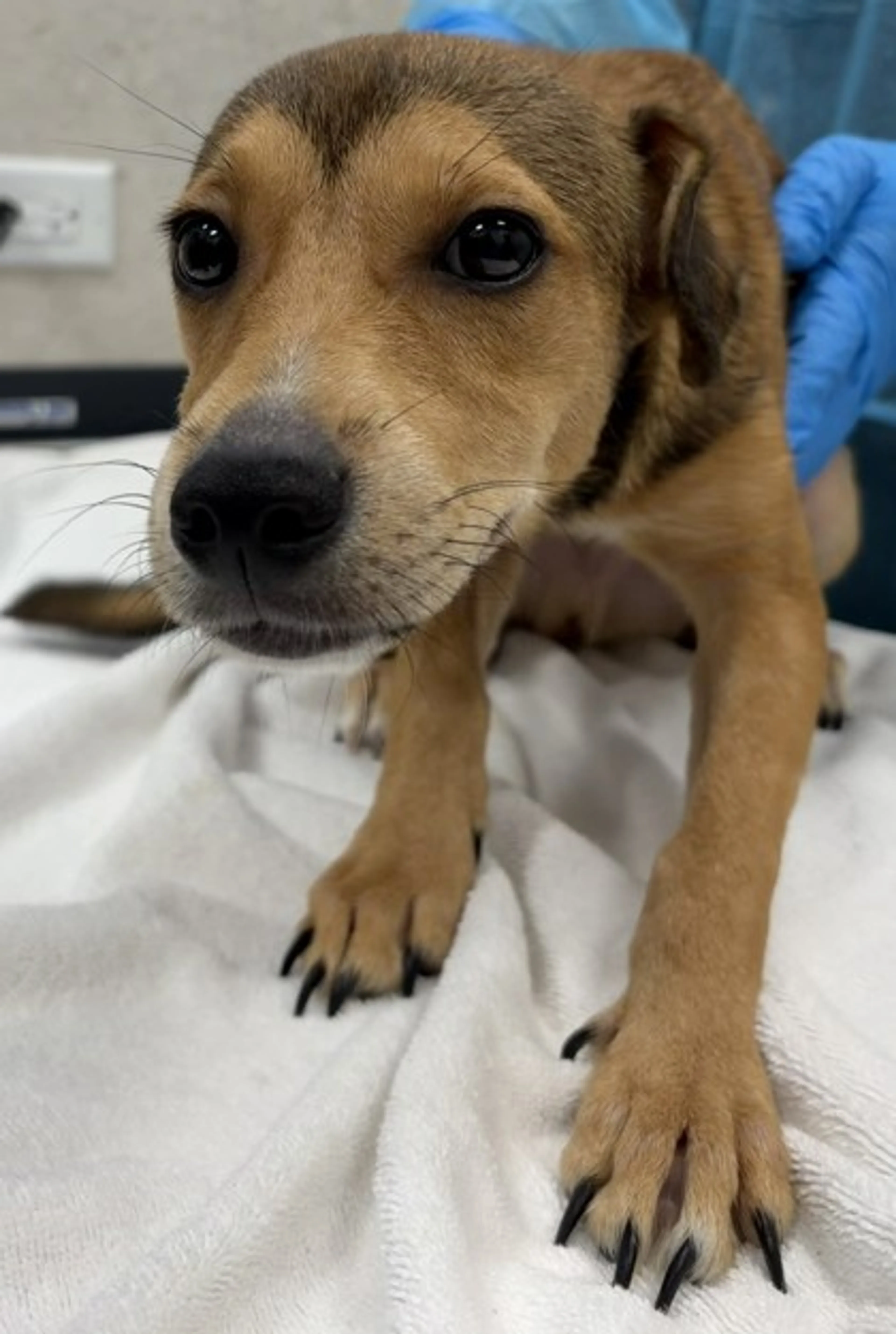 cdn image
