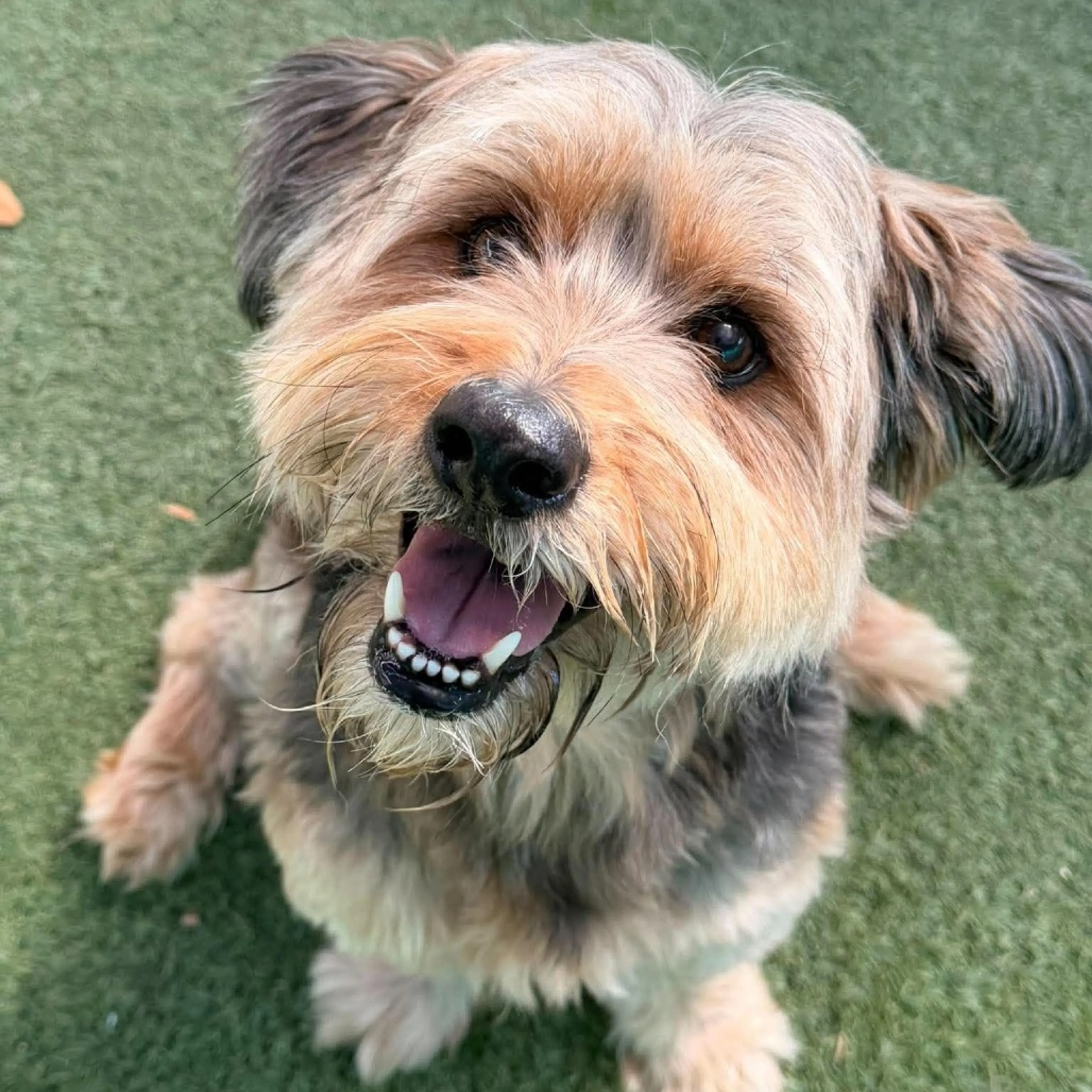 cdn image