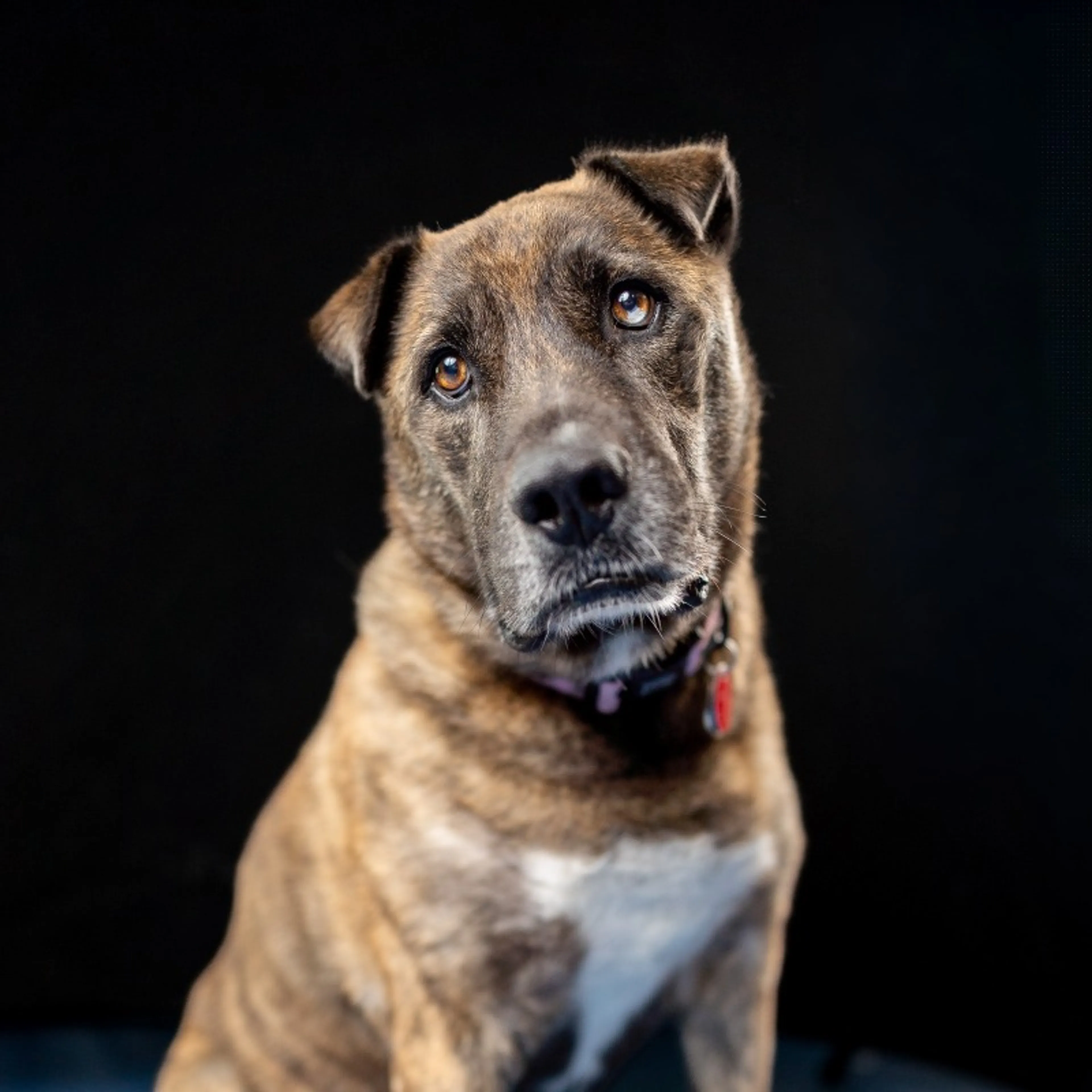 cdn image