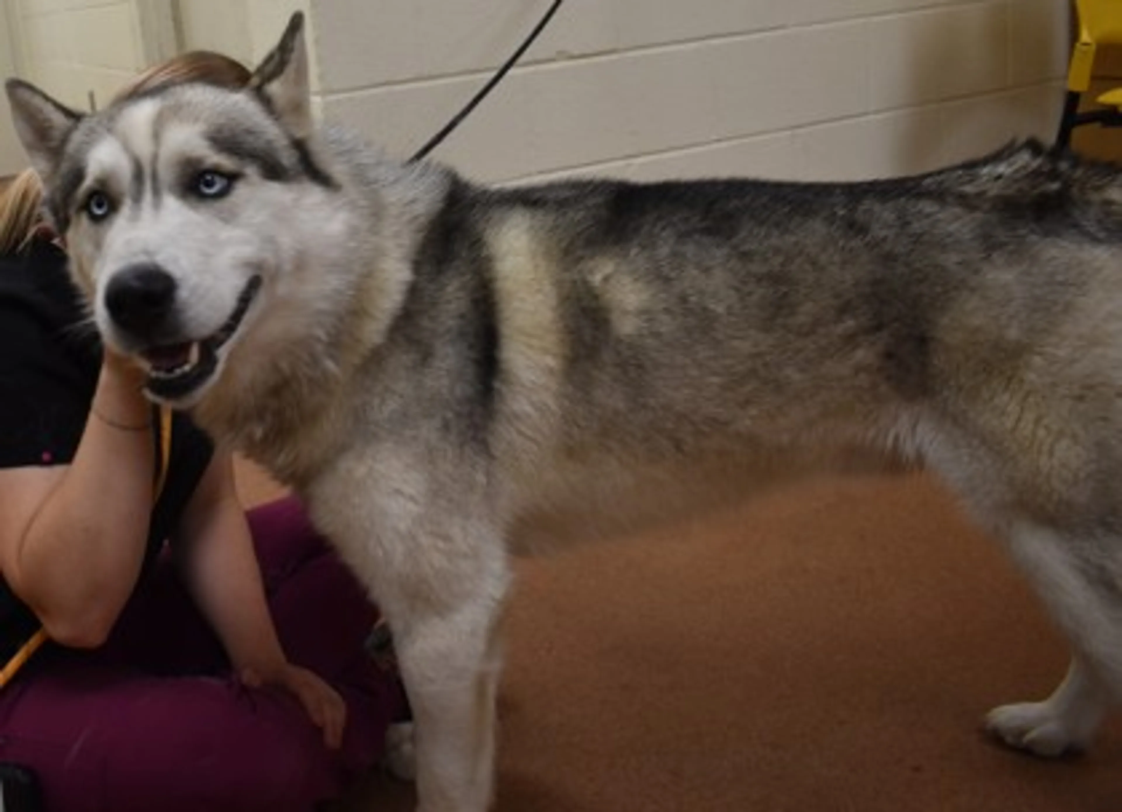 cdn image