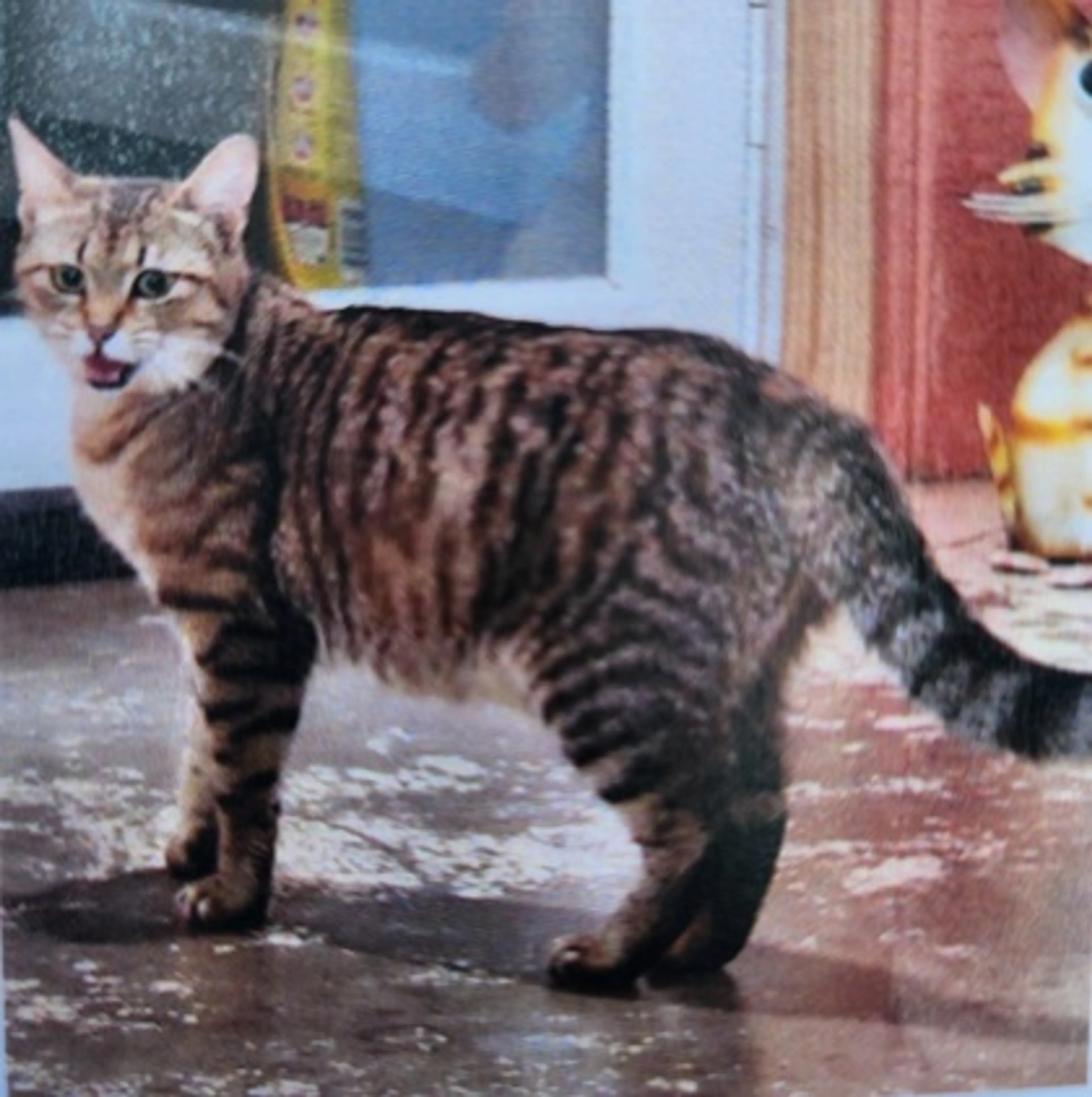 cdn image