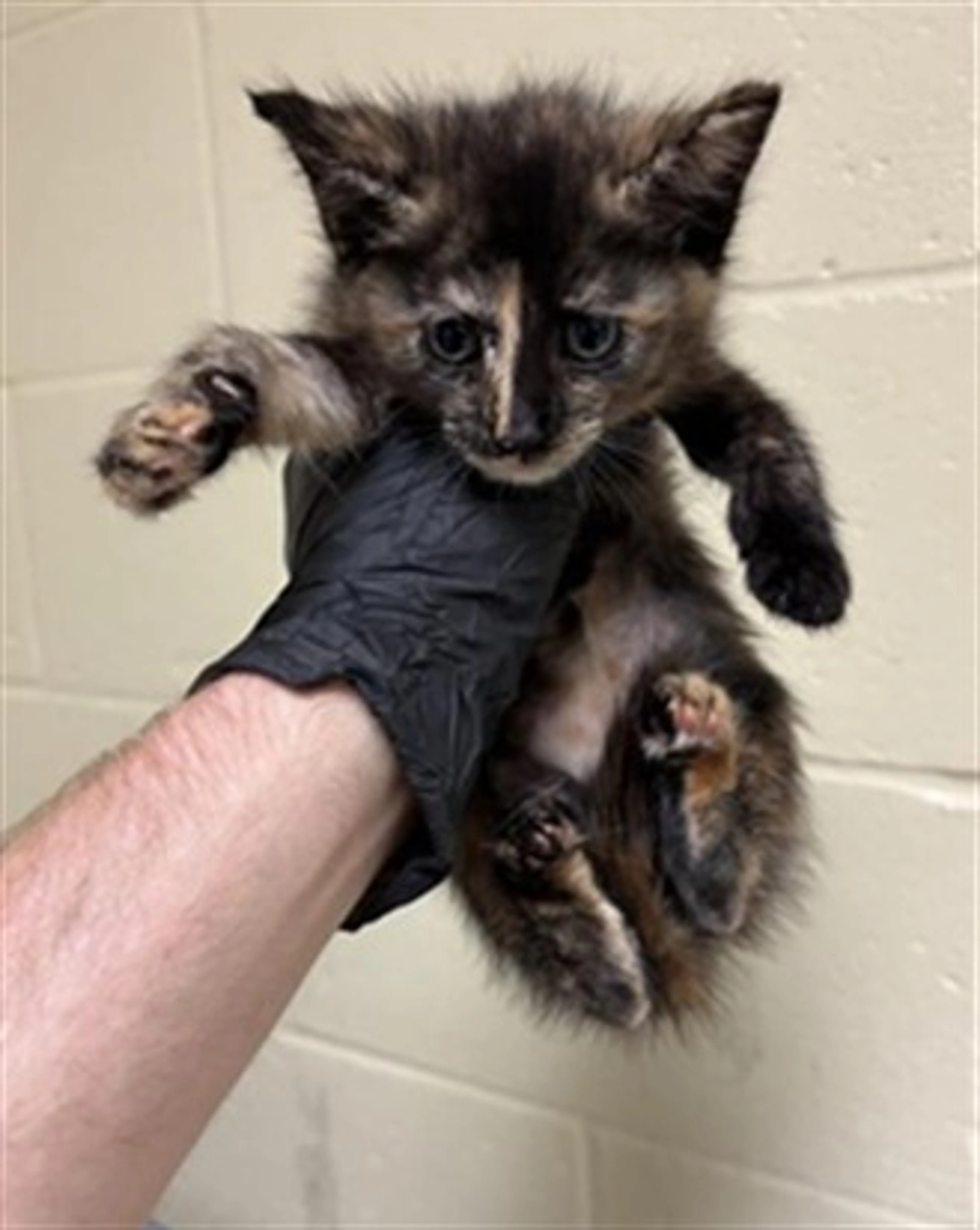 cdn image