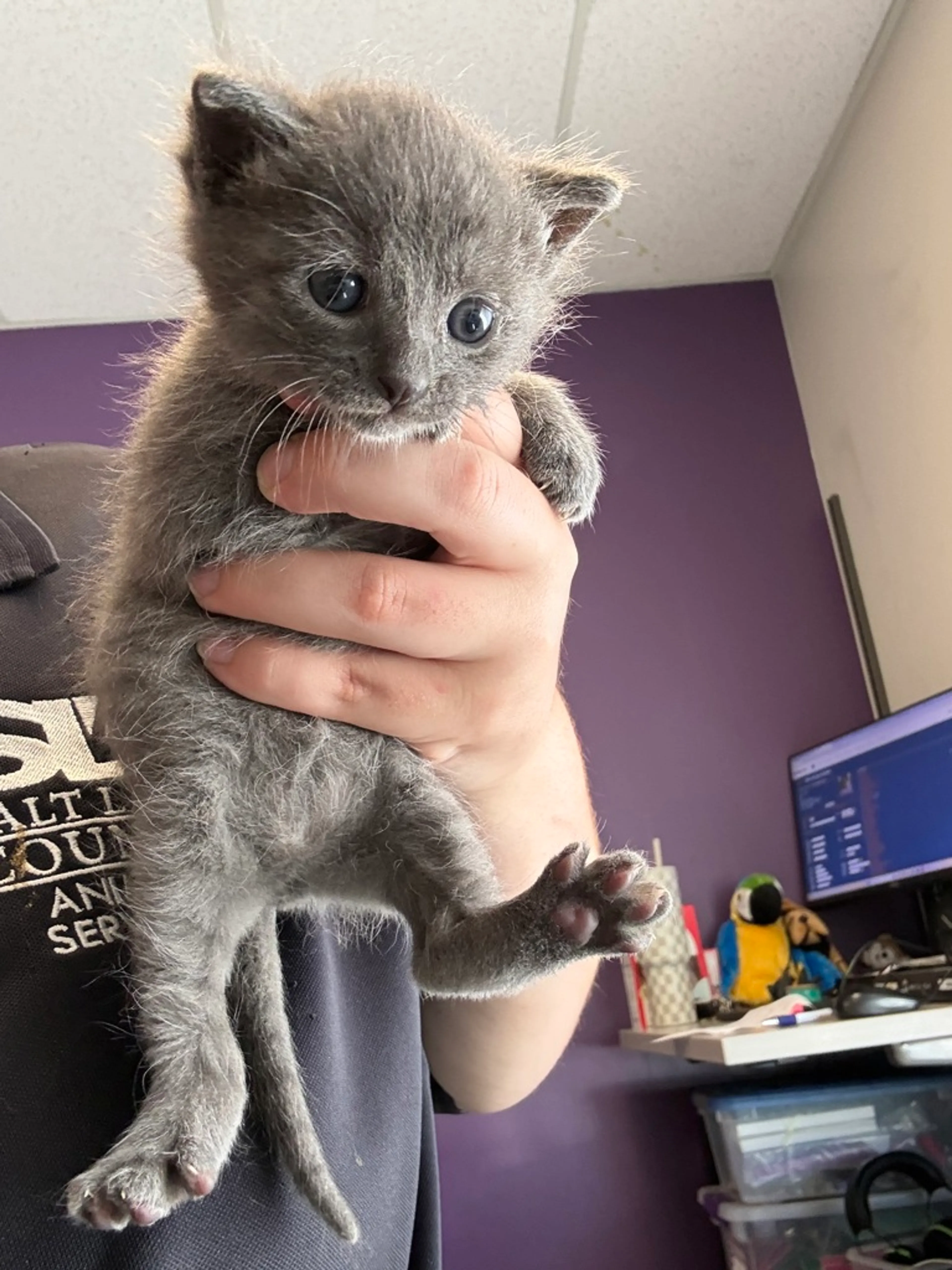 cdn image