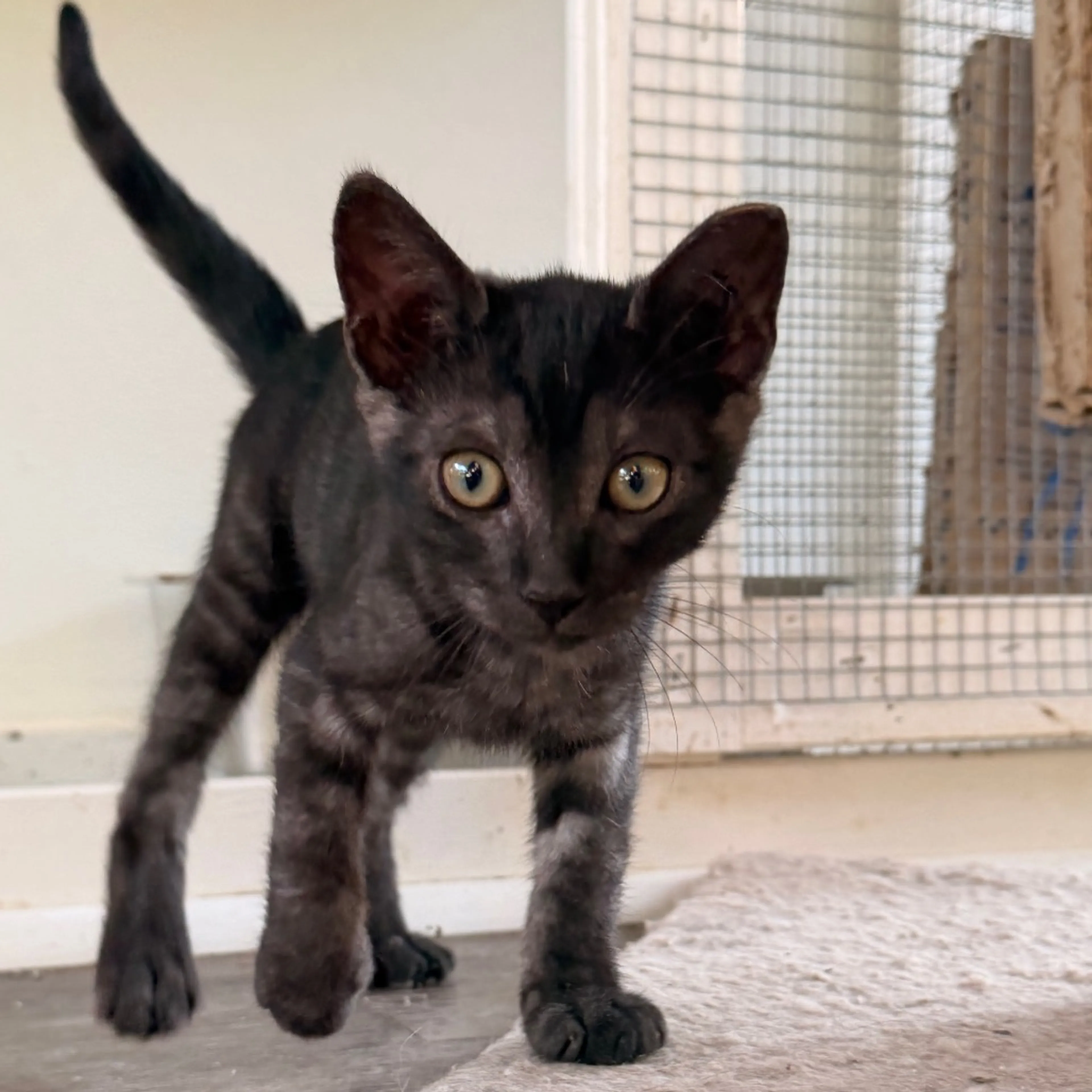 -4