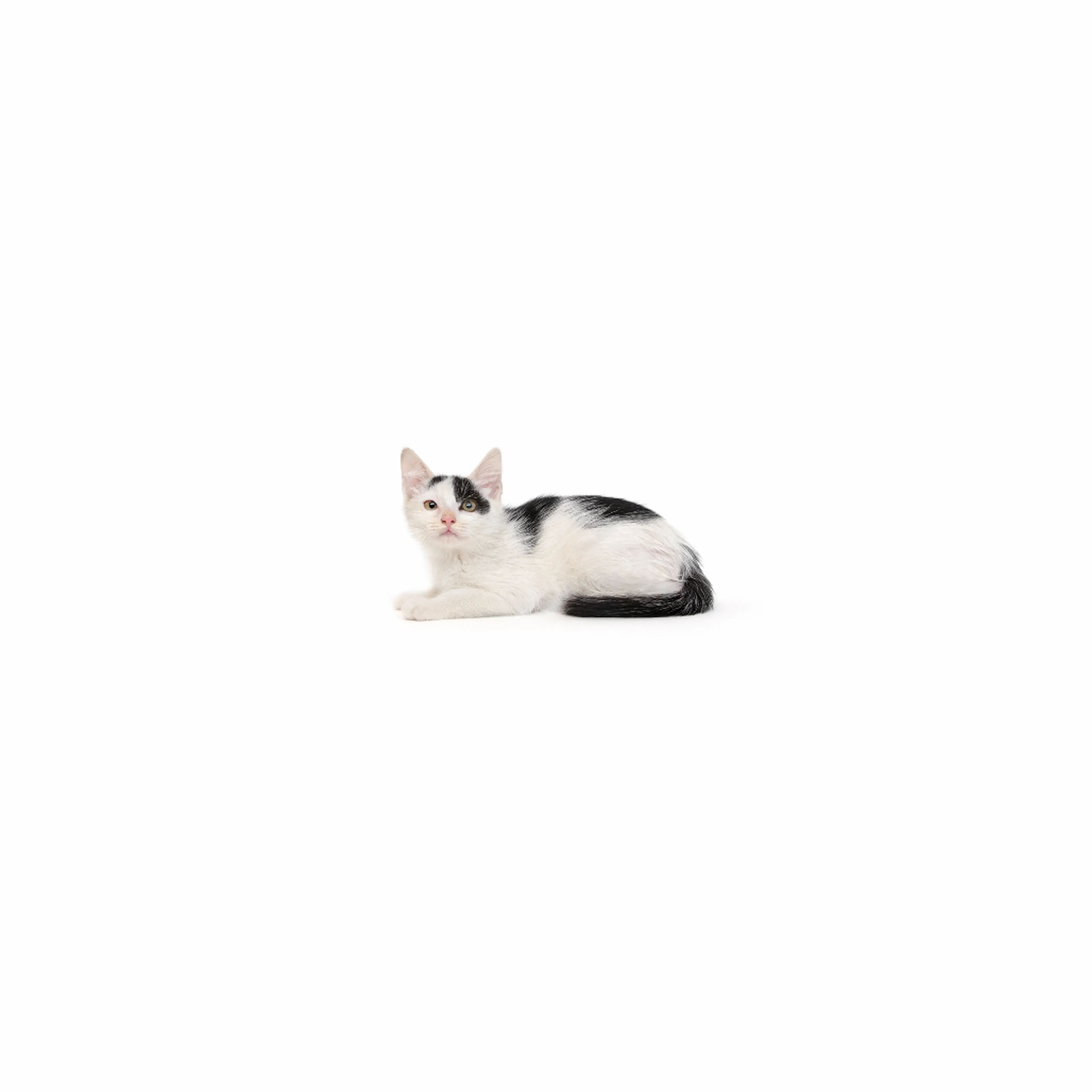 cdn image