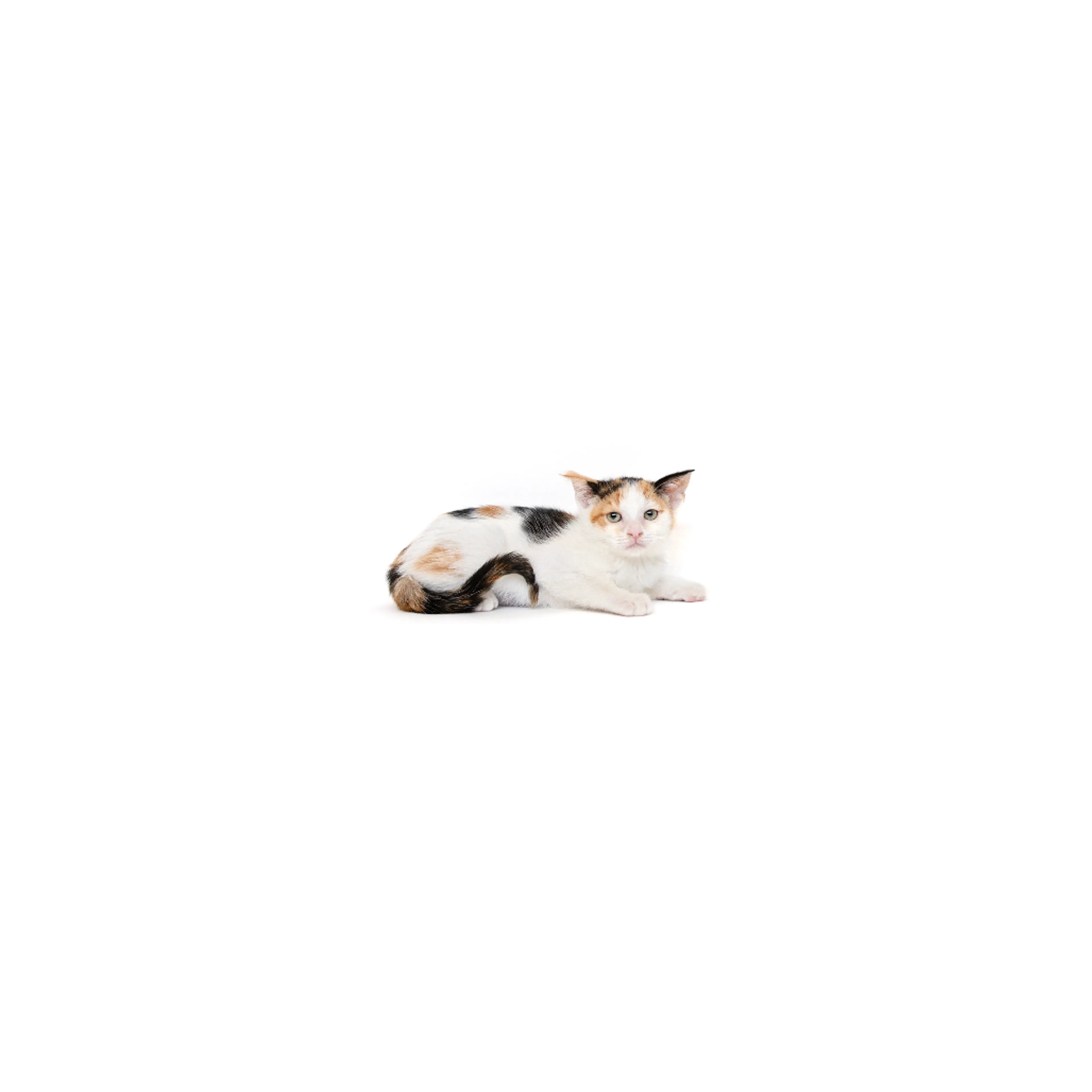 cdn image