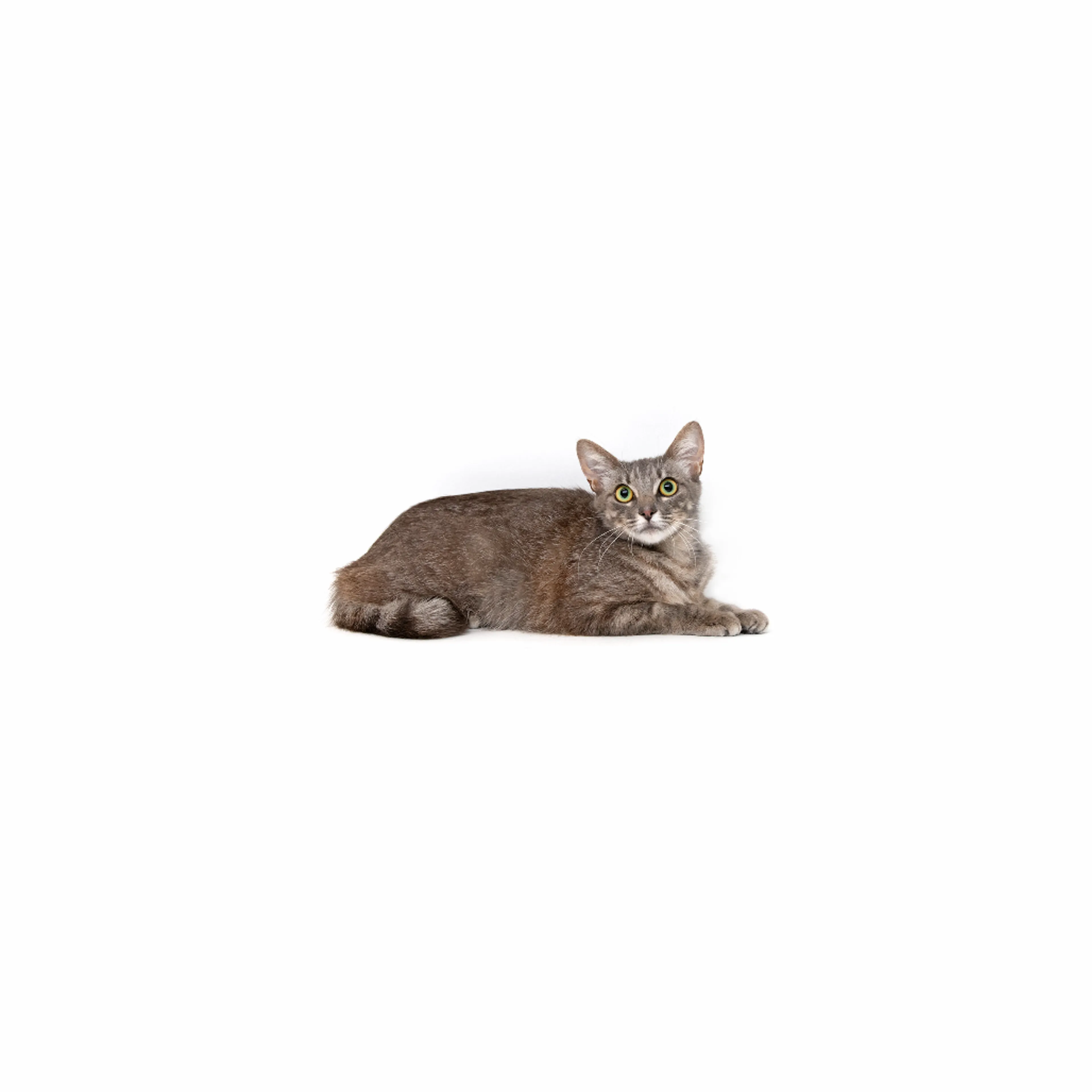 cdn image