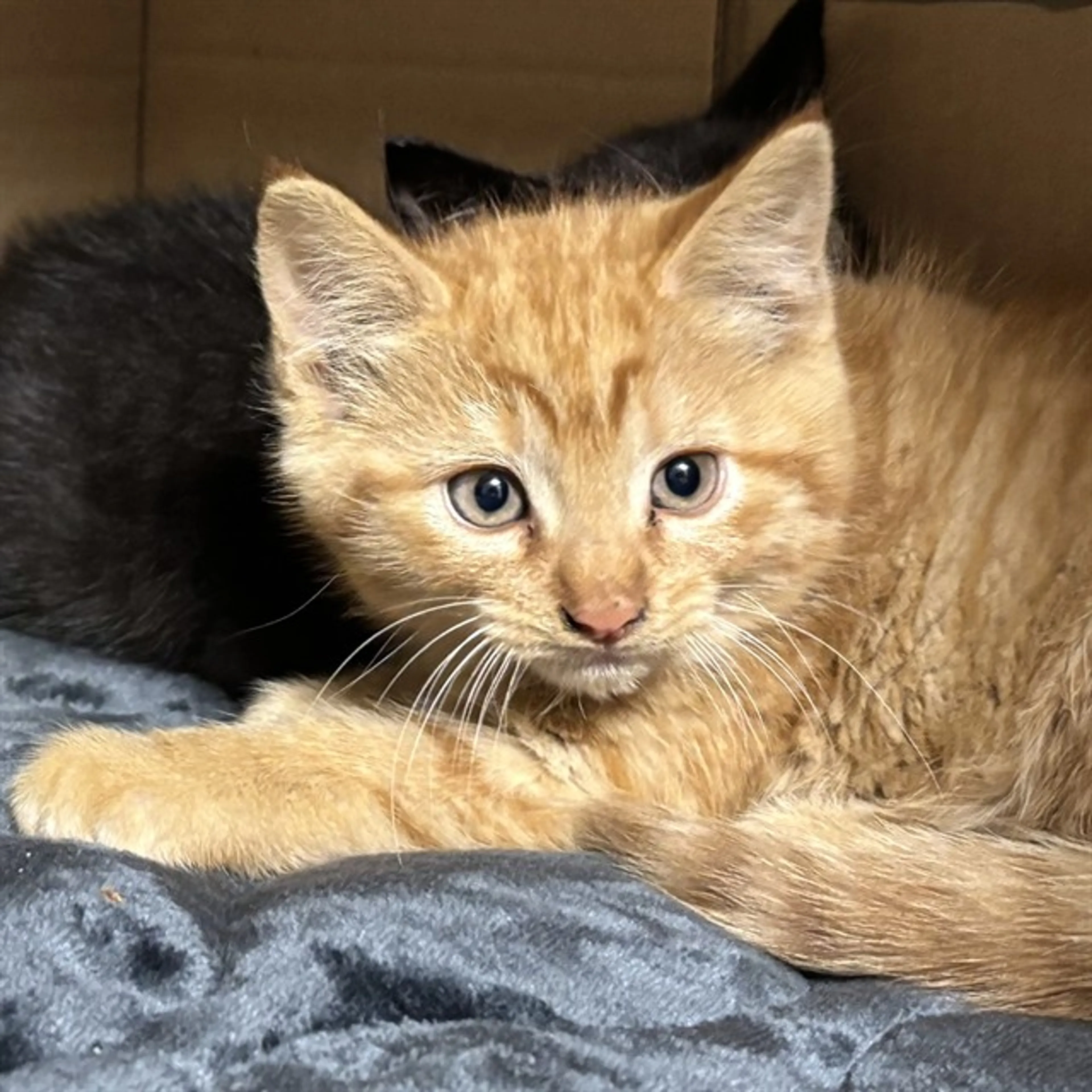 cdn image