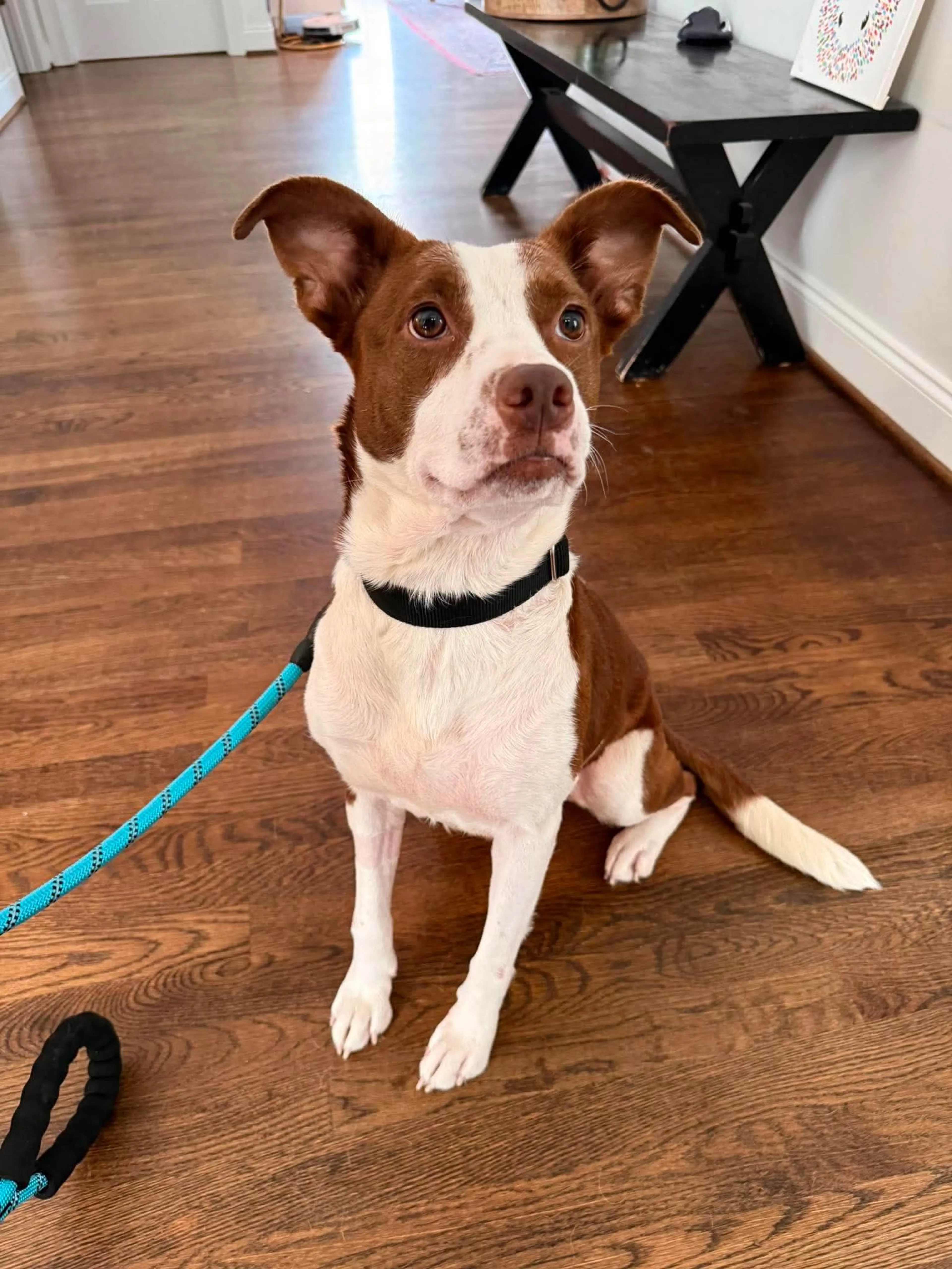 cdn image