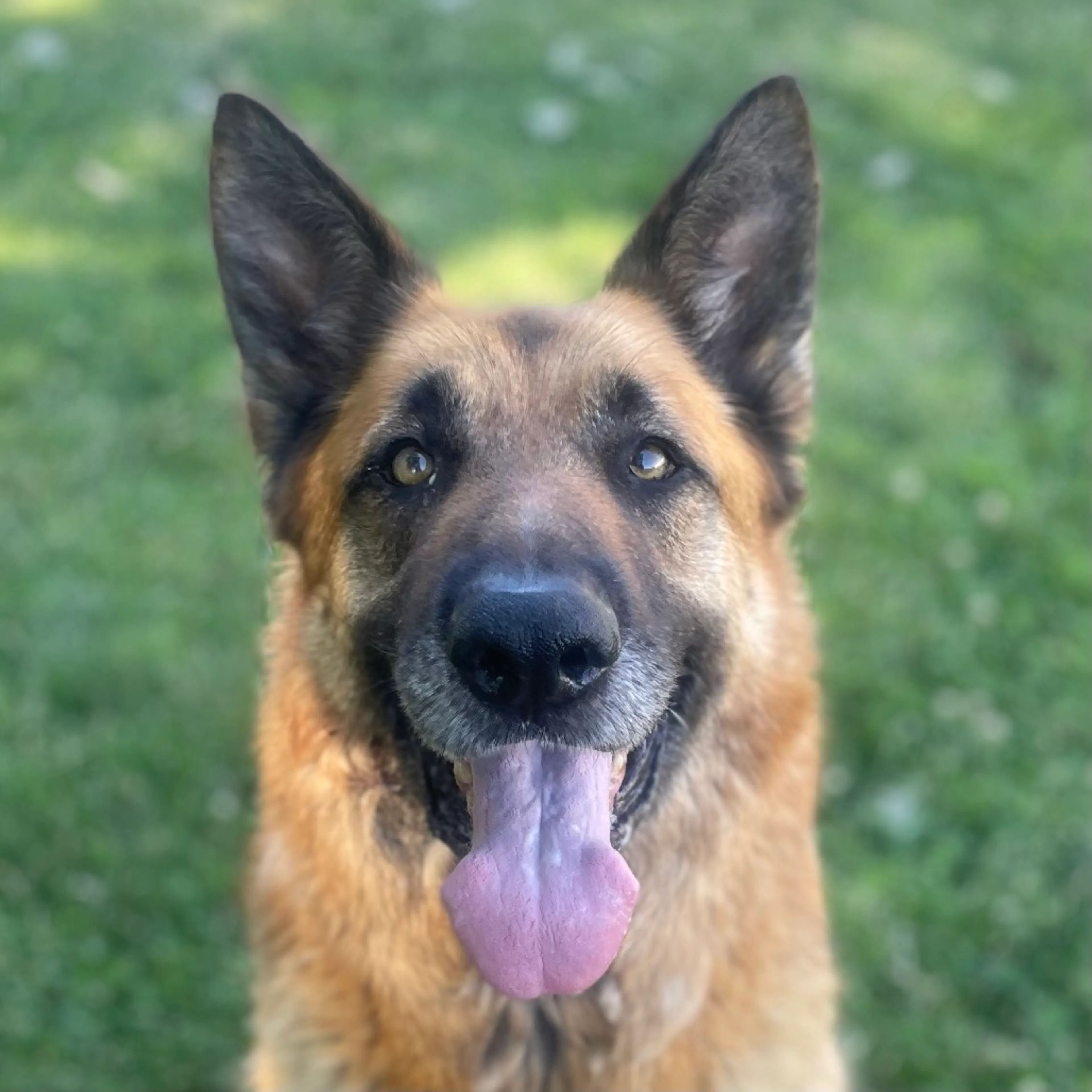 cdn image