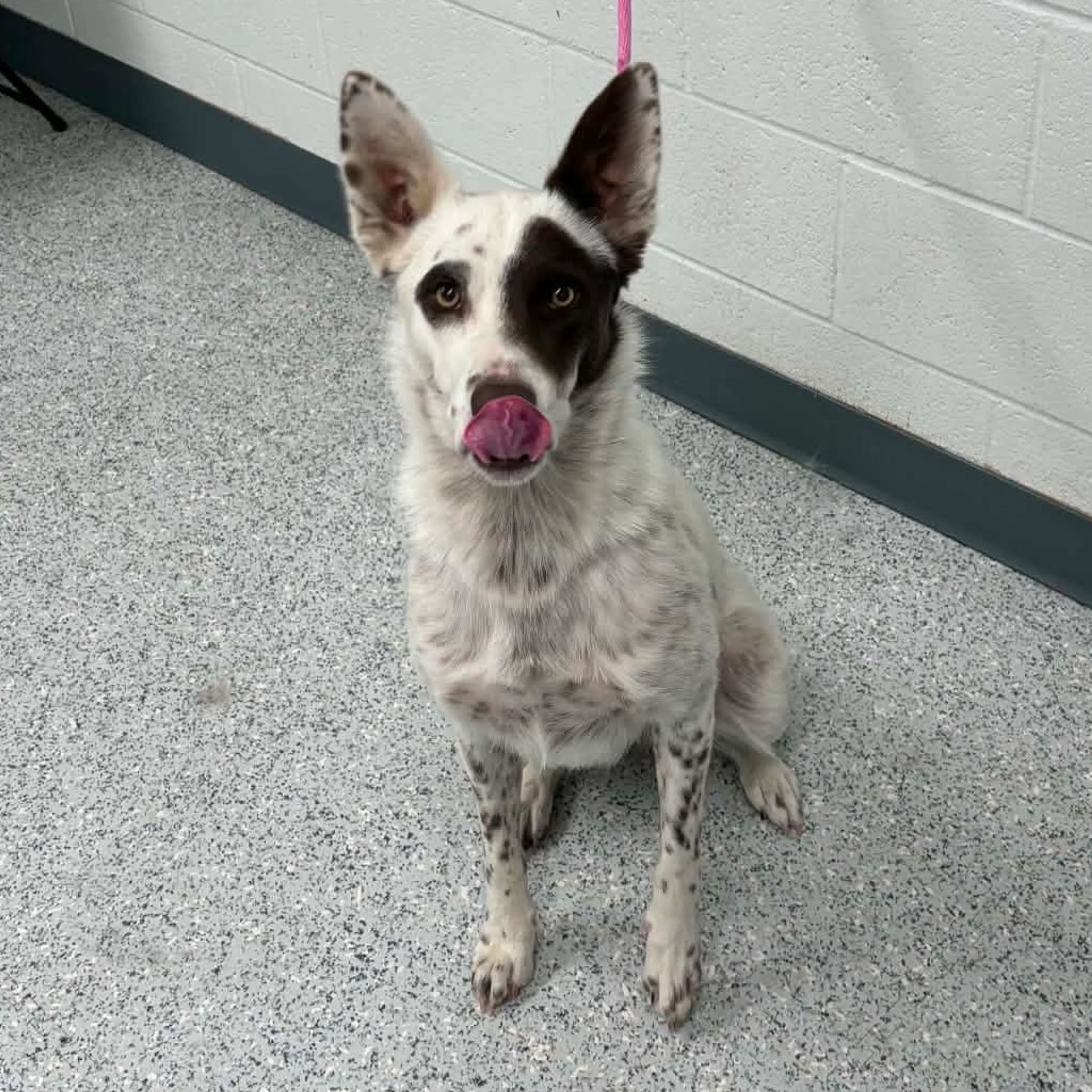 cdn image
