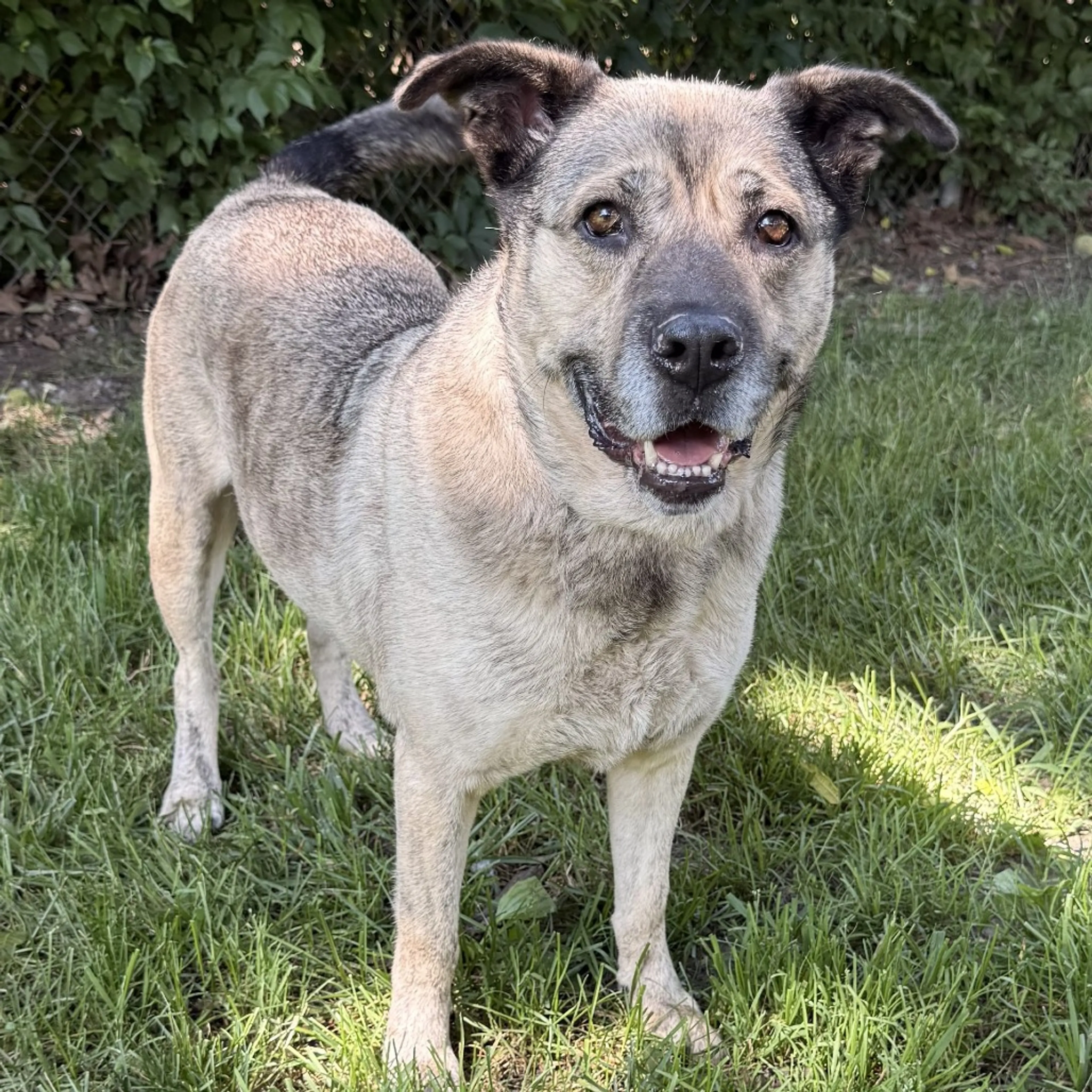 cdn image