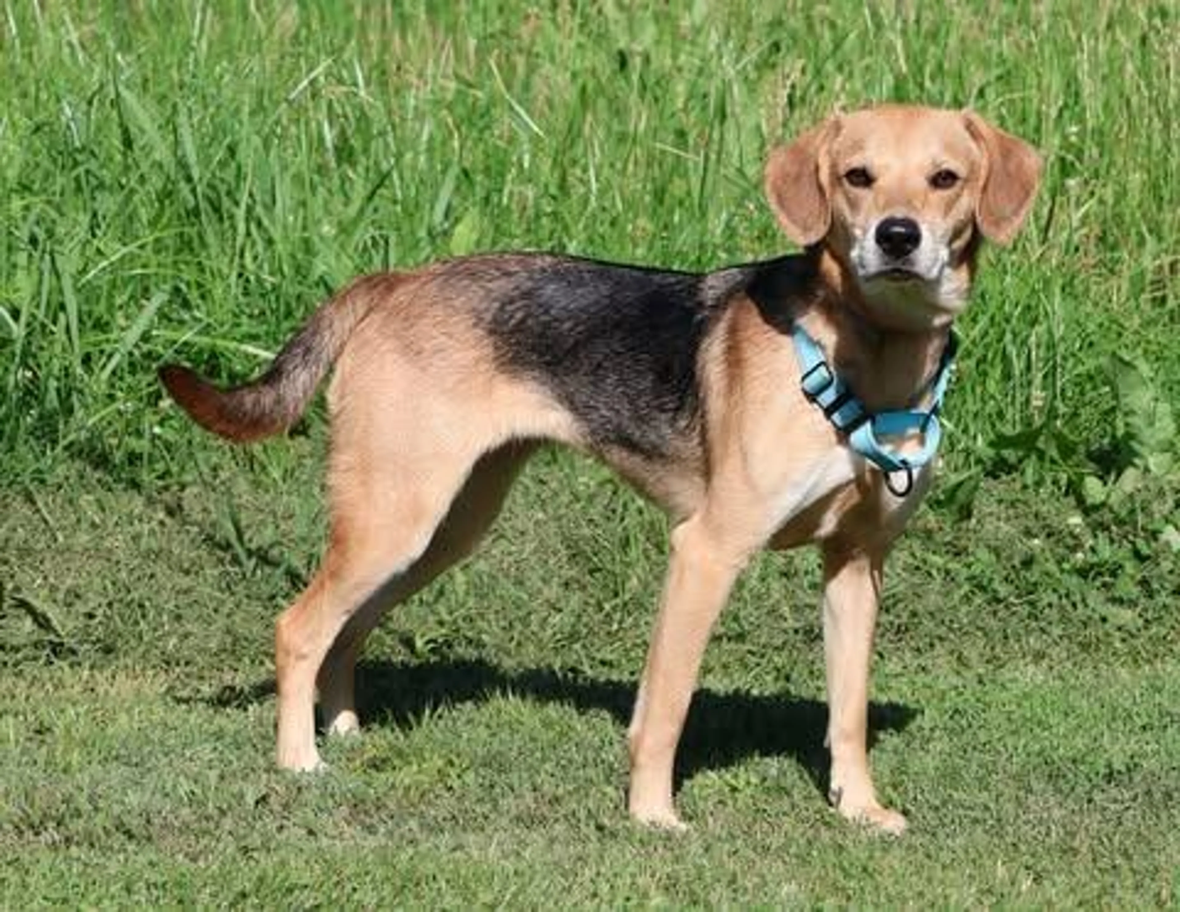 cdn image