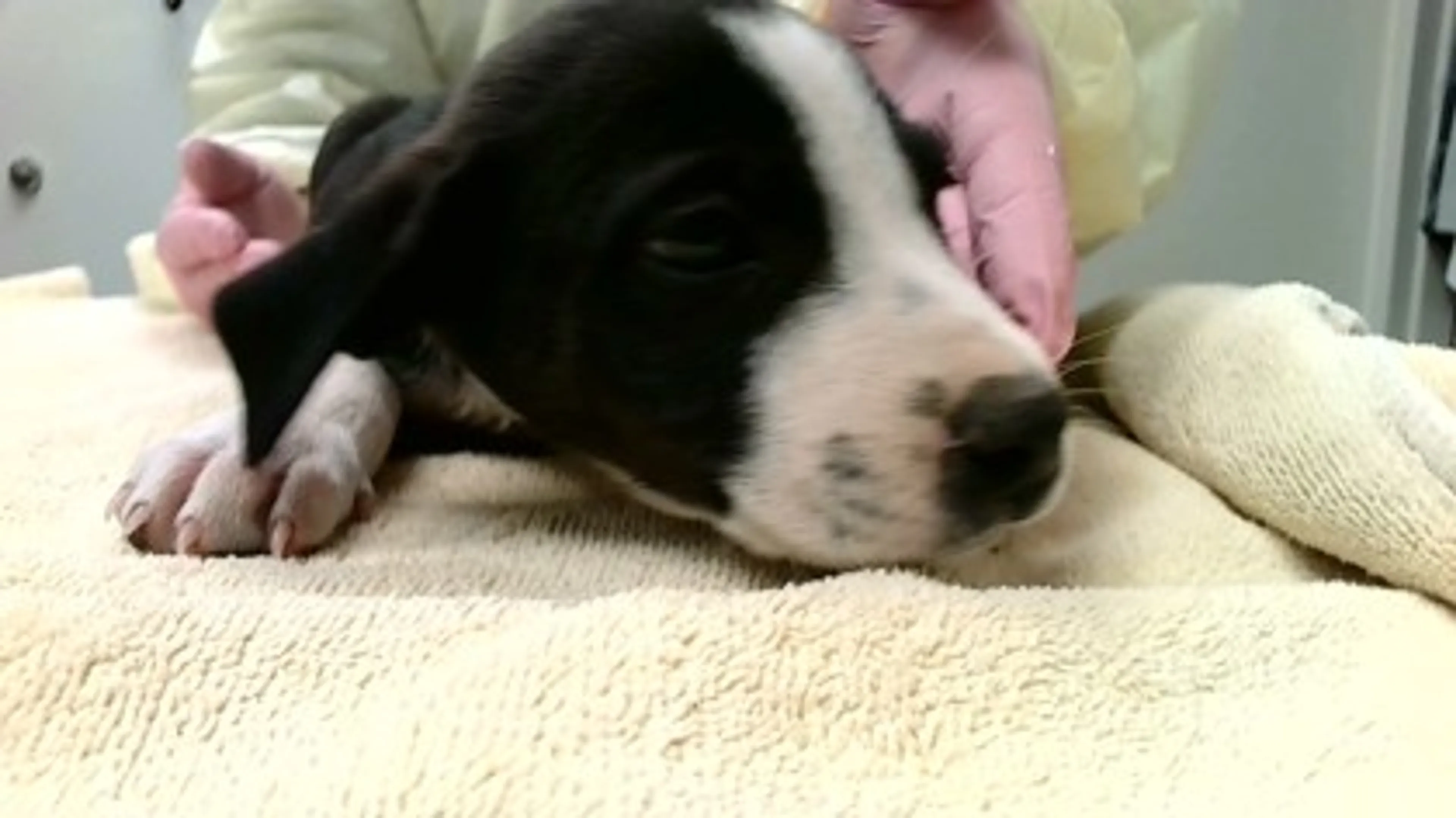 cdn image