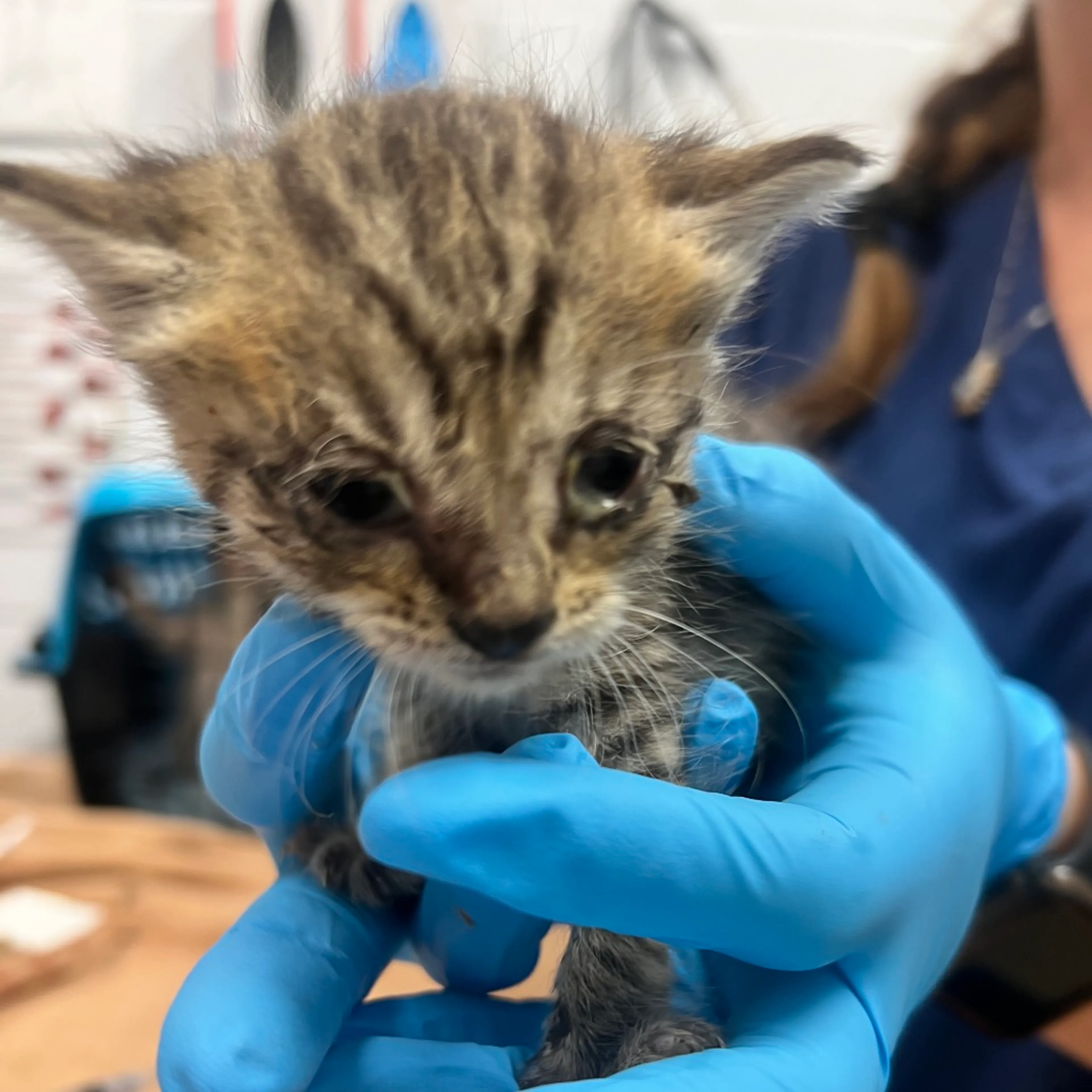 cdn image