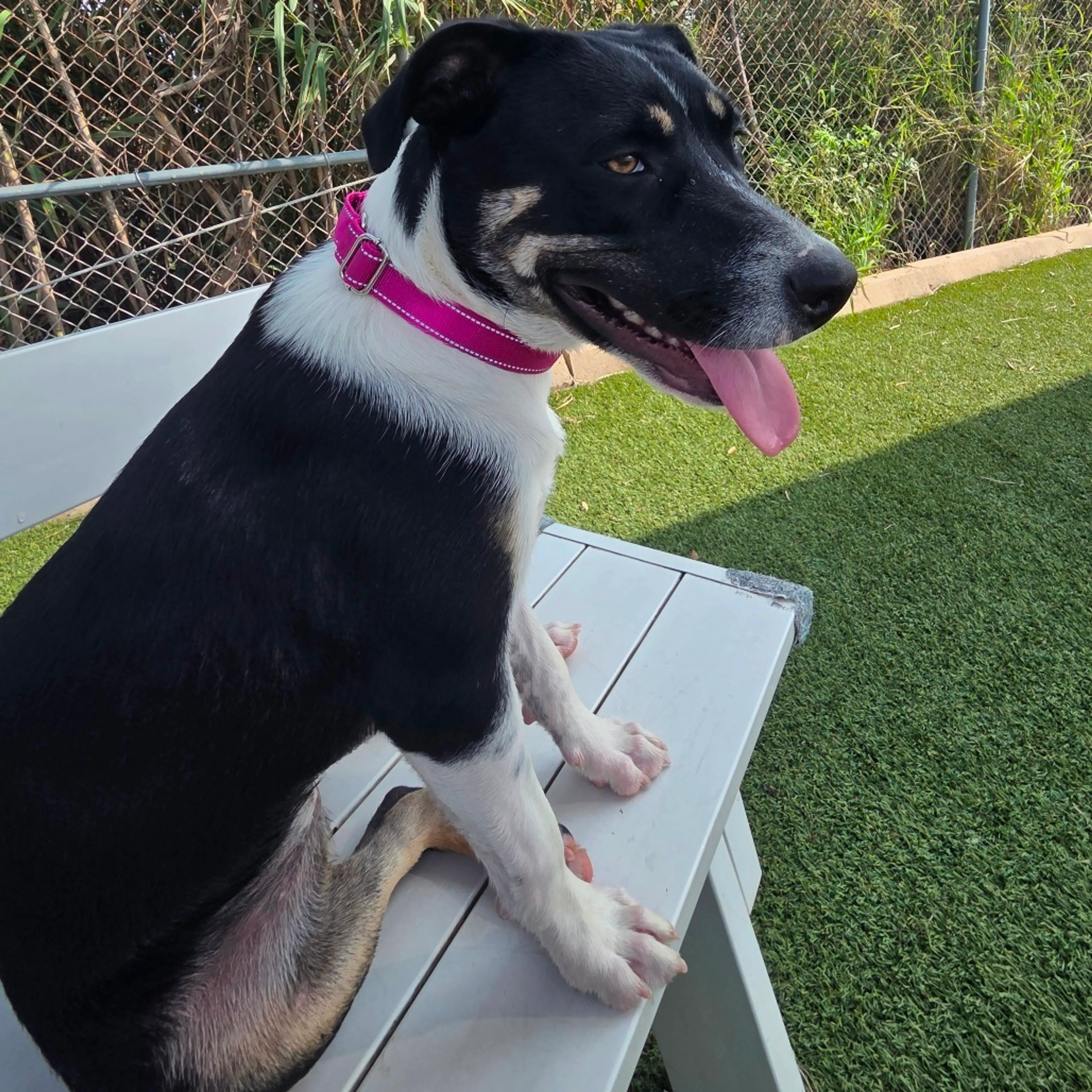 cdn image