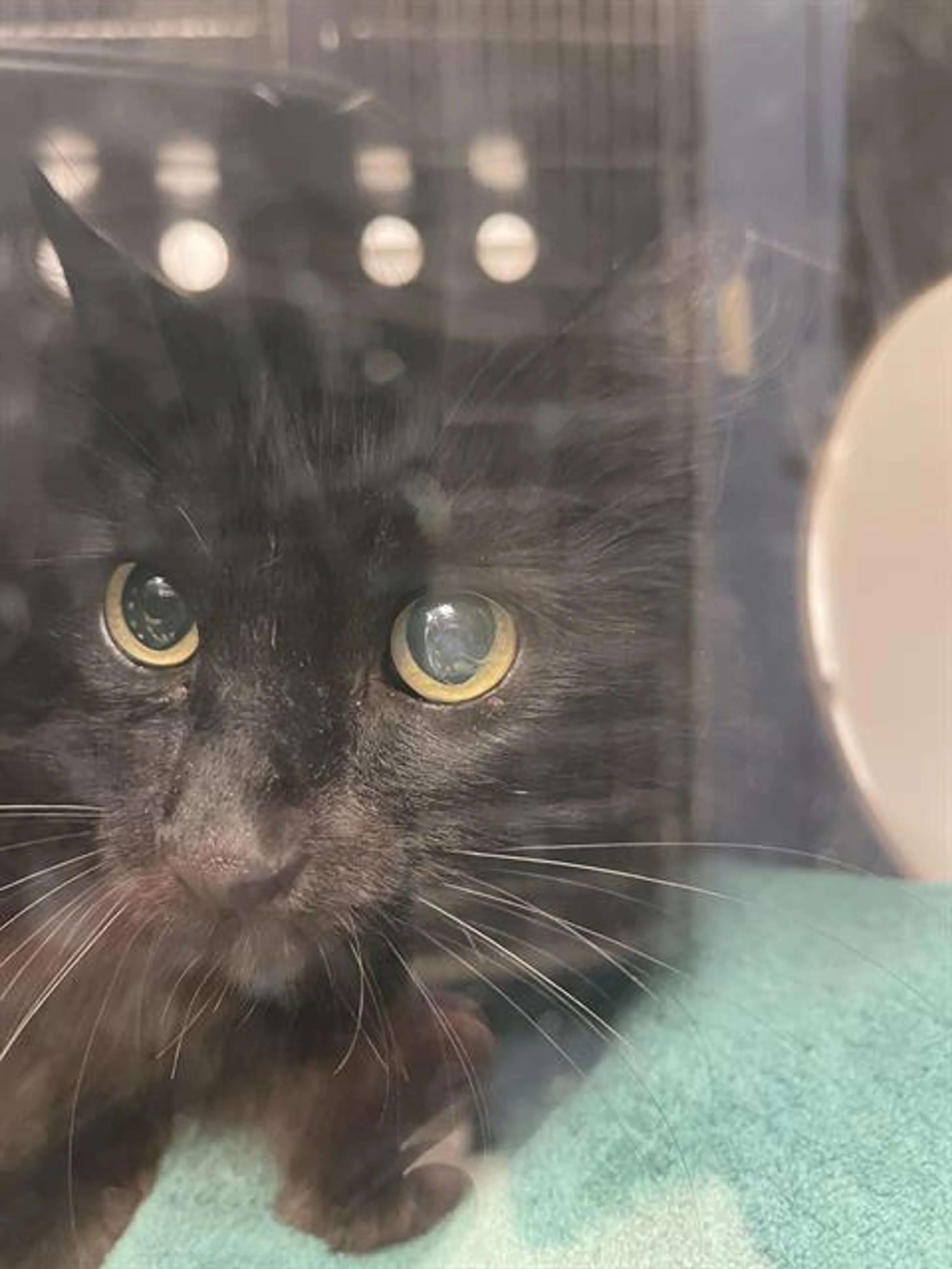 cdn image