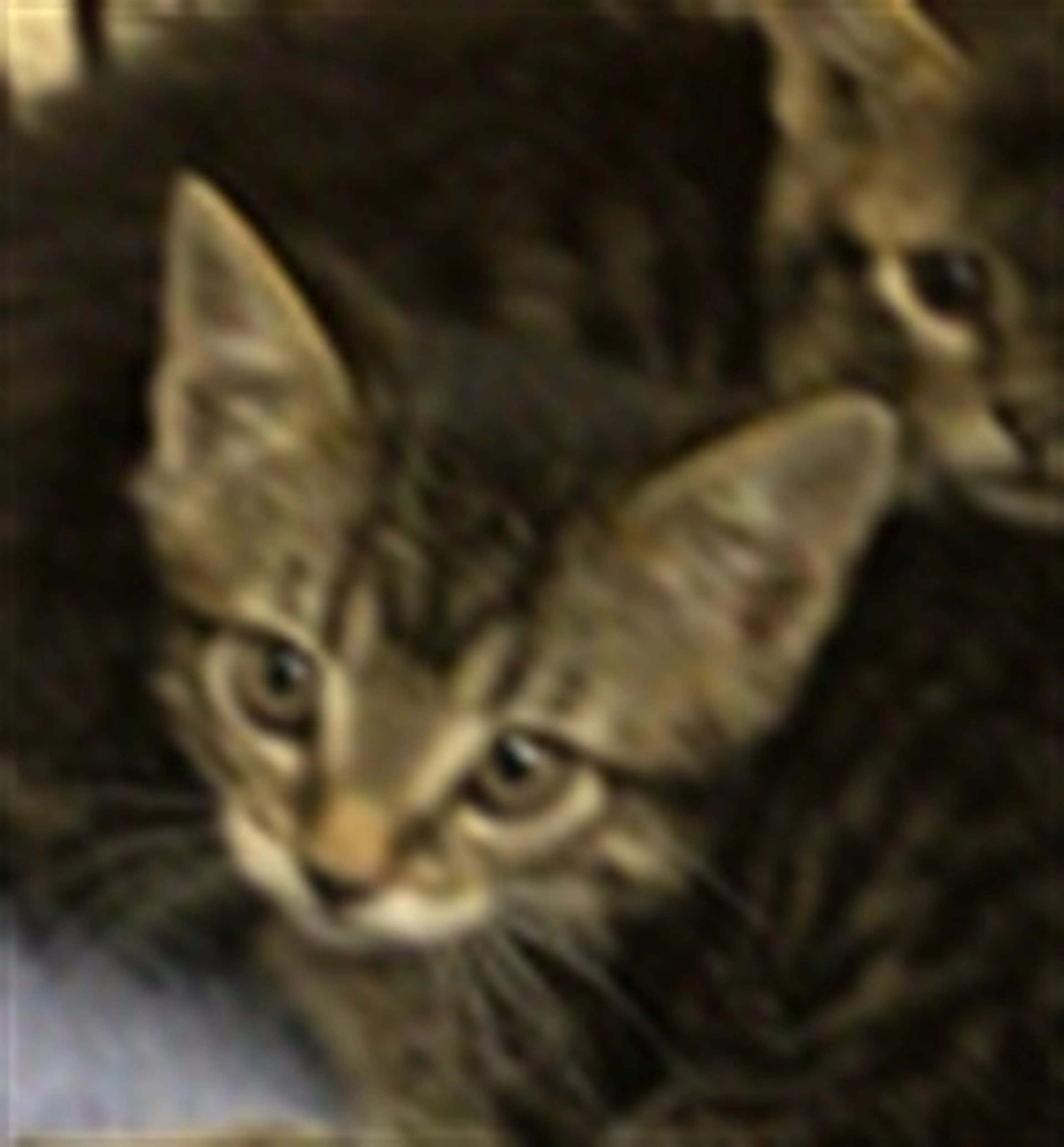 cdn image