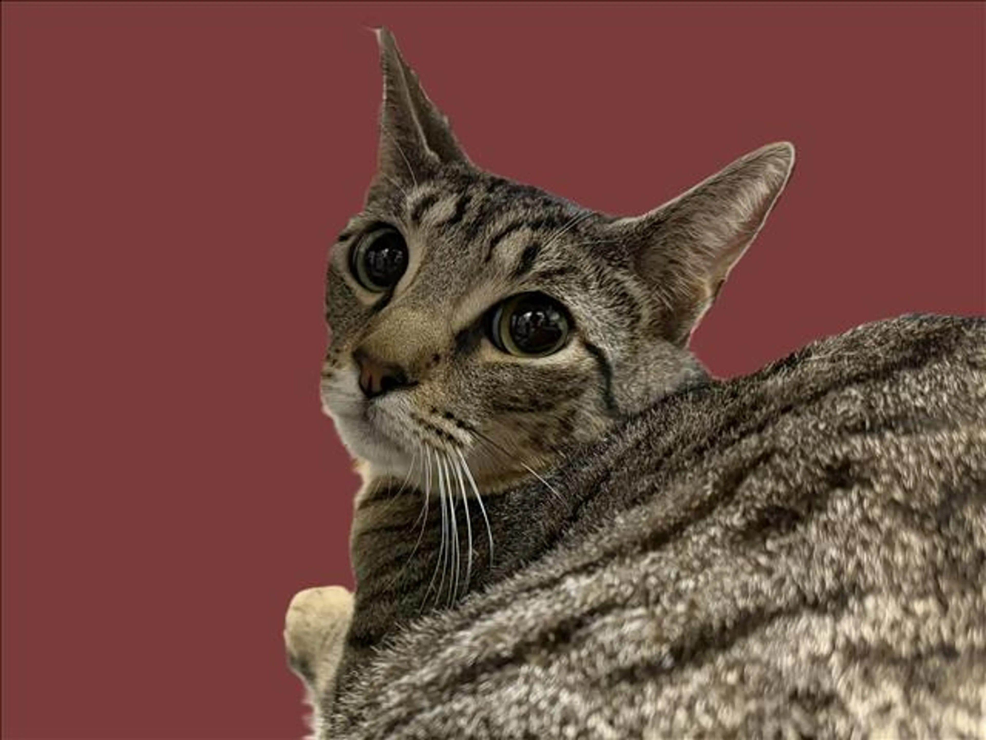 cdn image