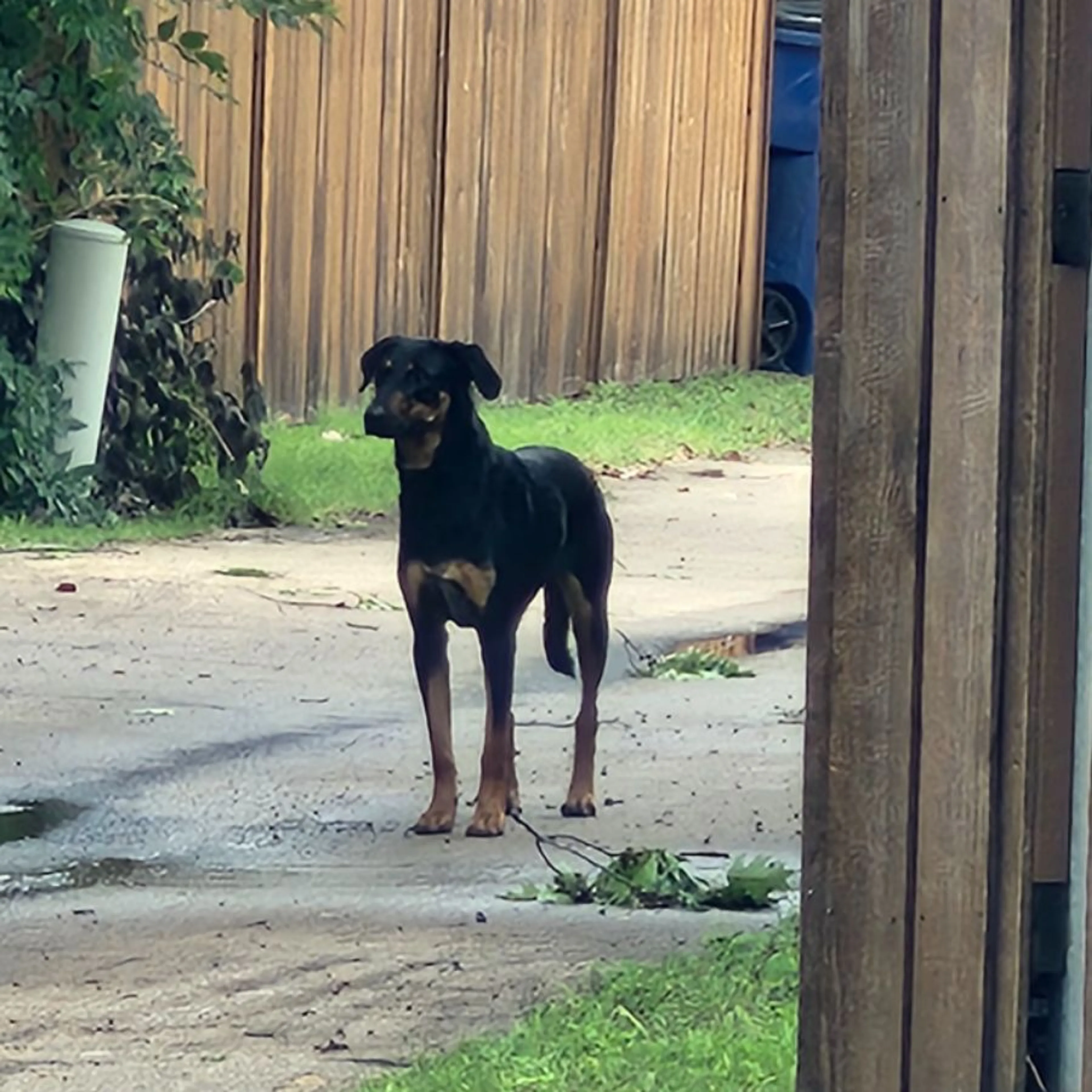 cdn image
