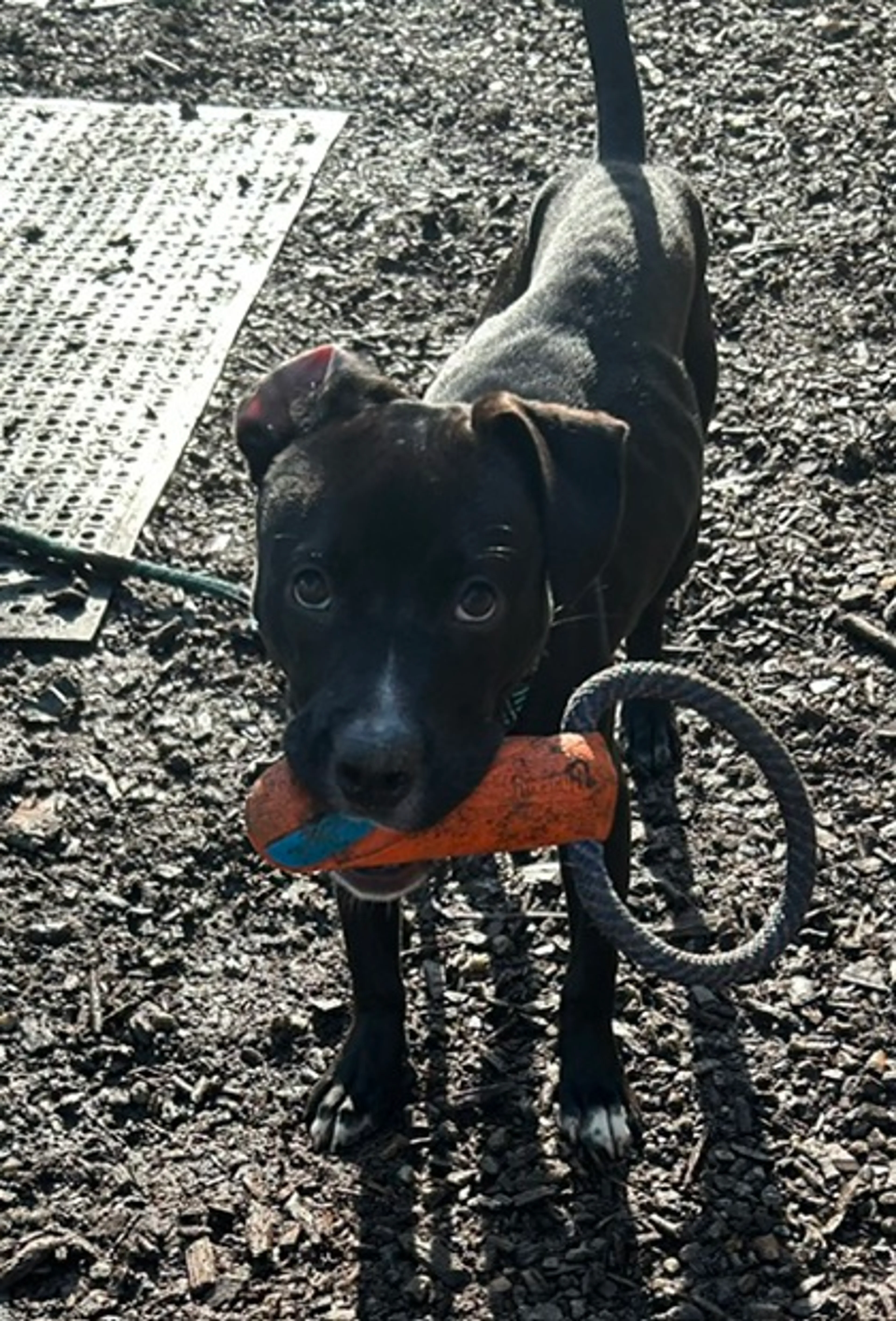 cdn image