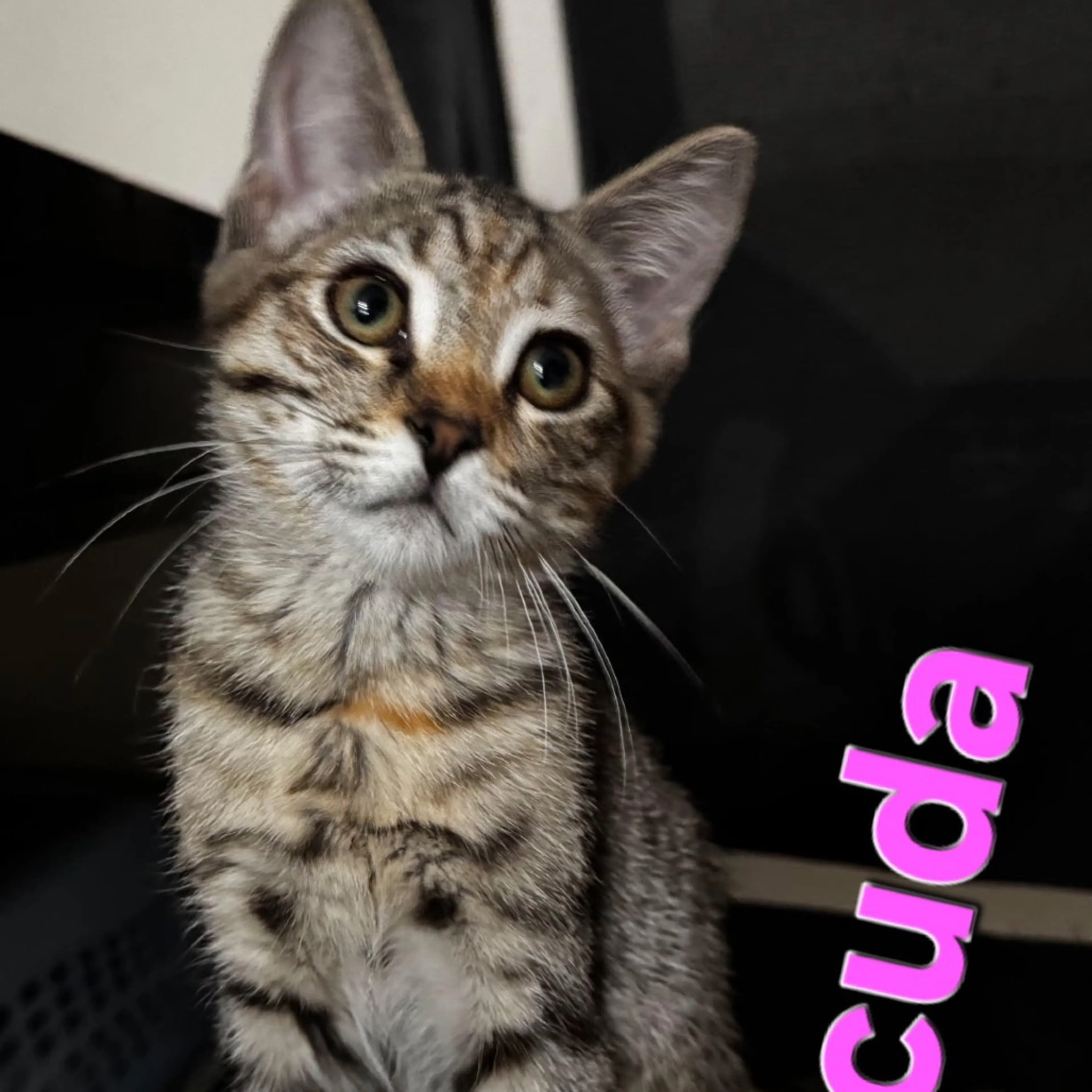 cdn image