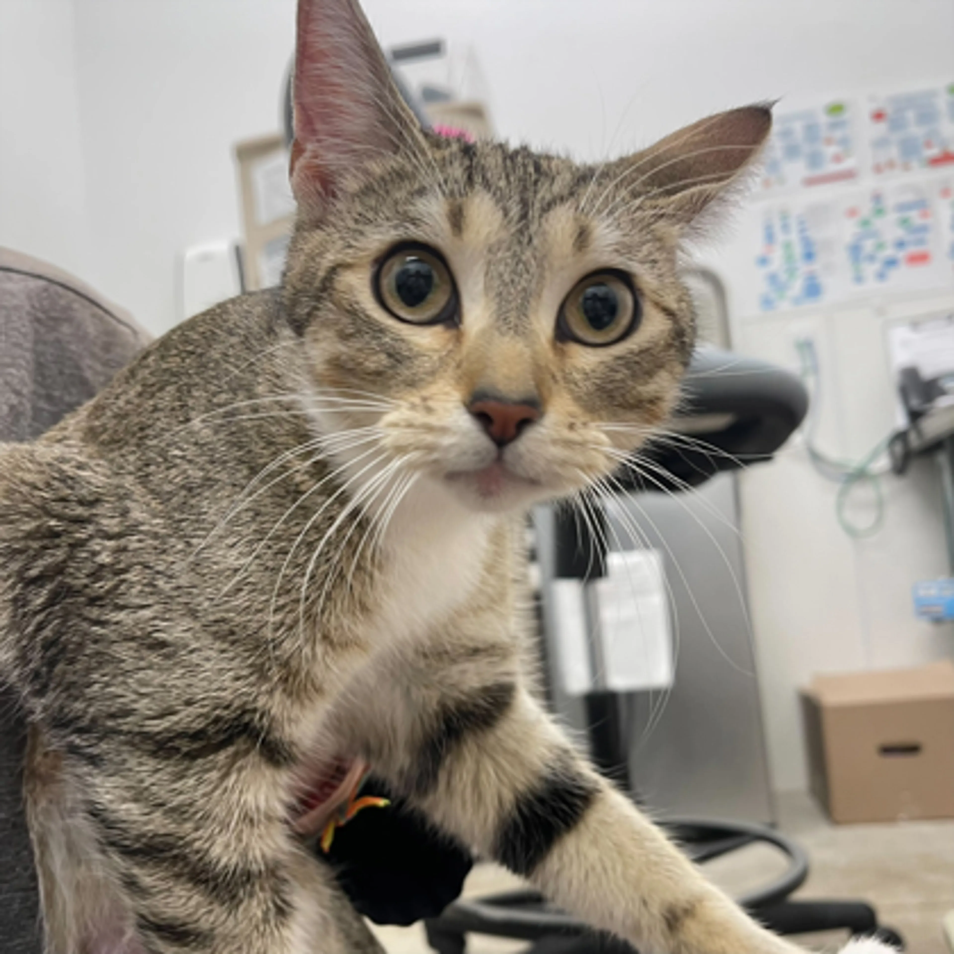 cdn image