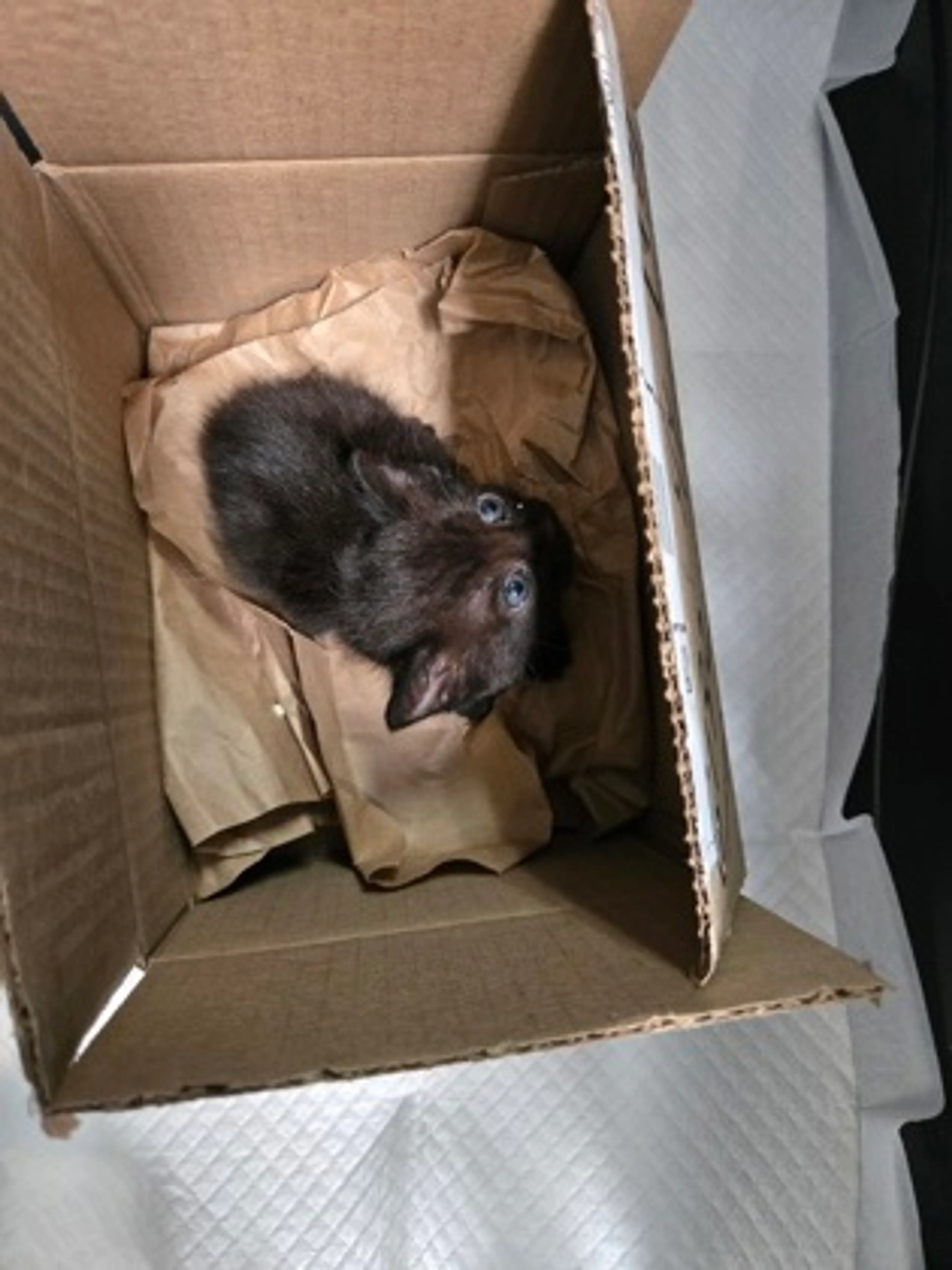 cdn image