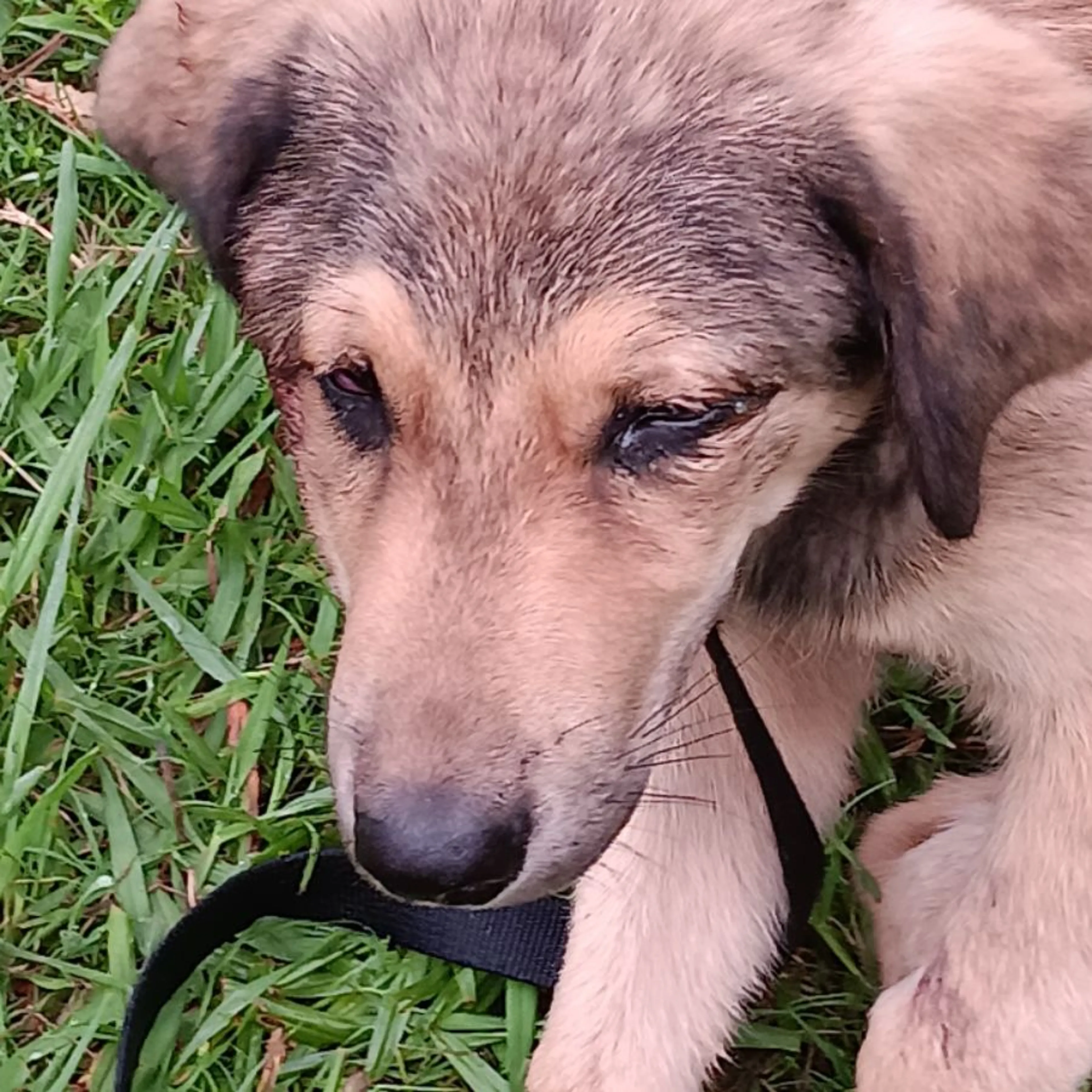 cdn image