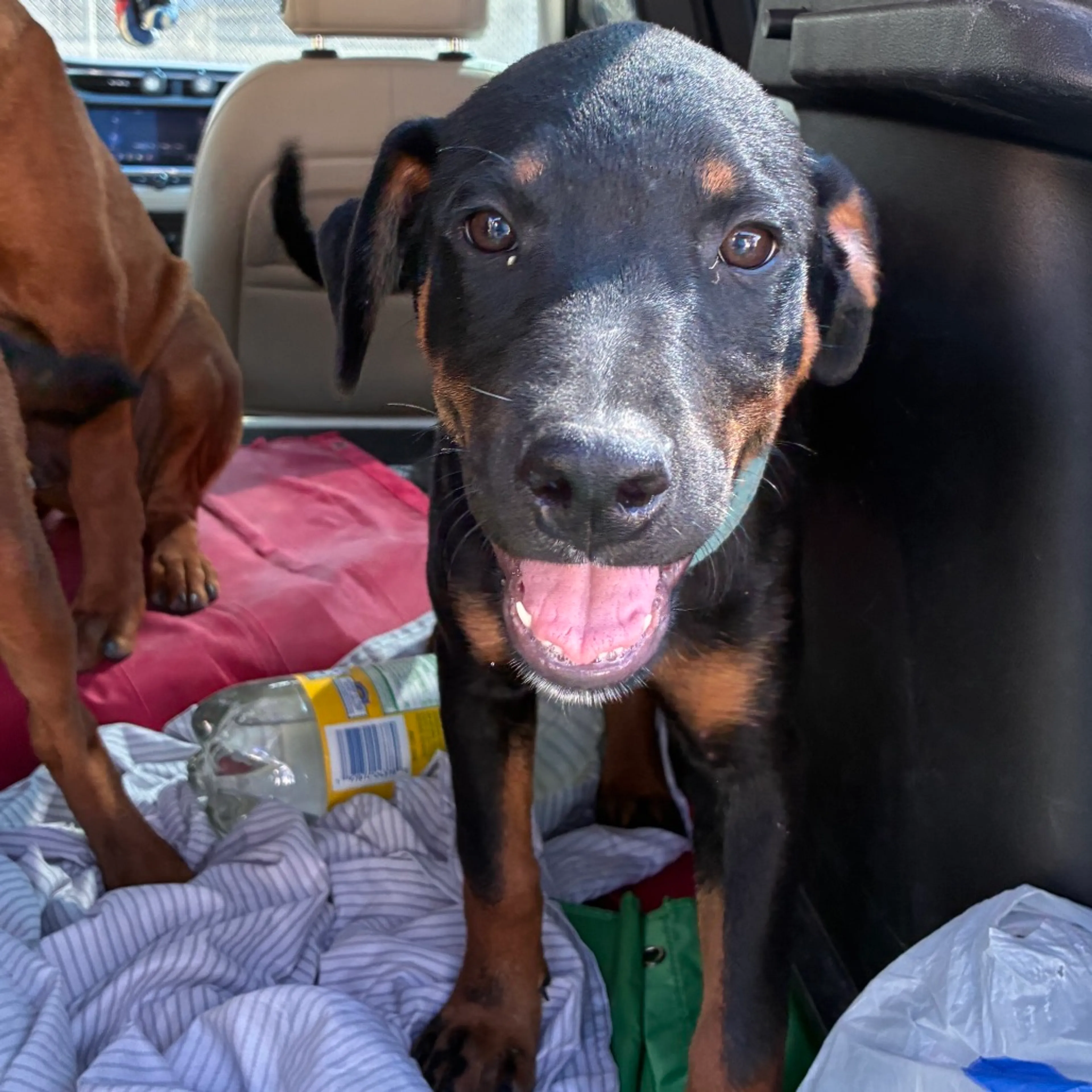 cdn image