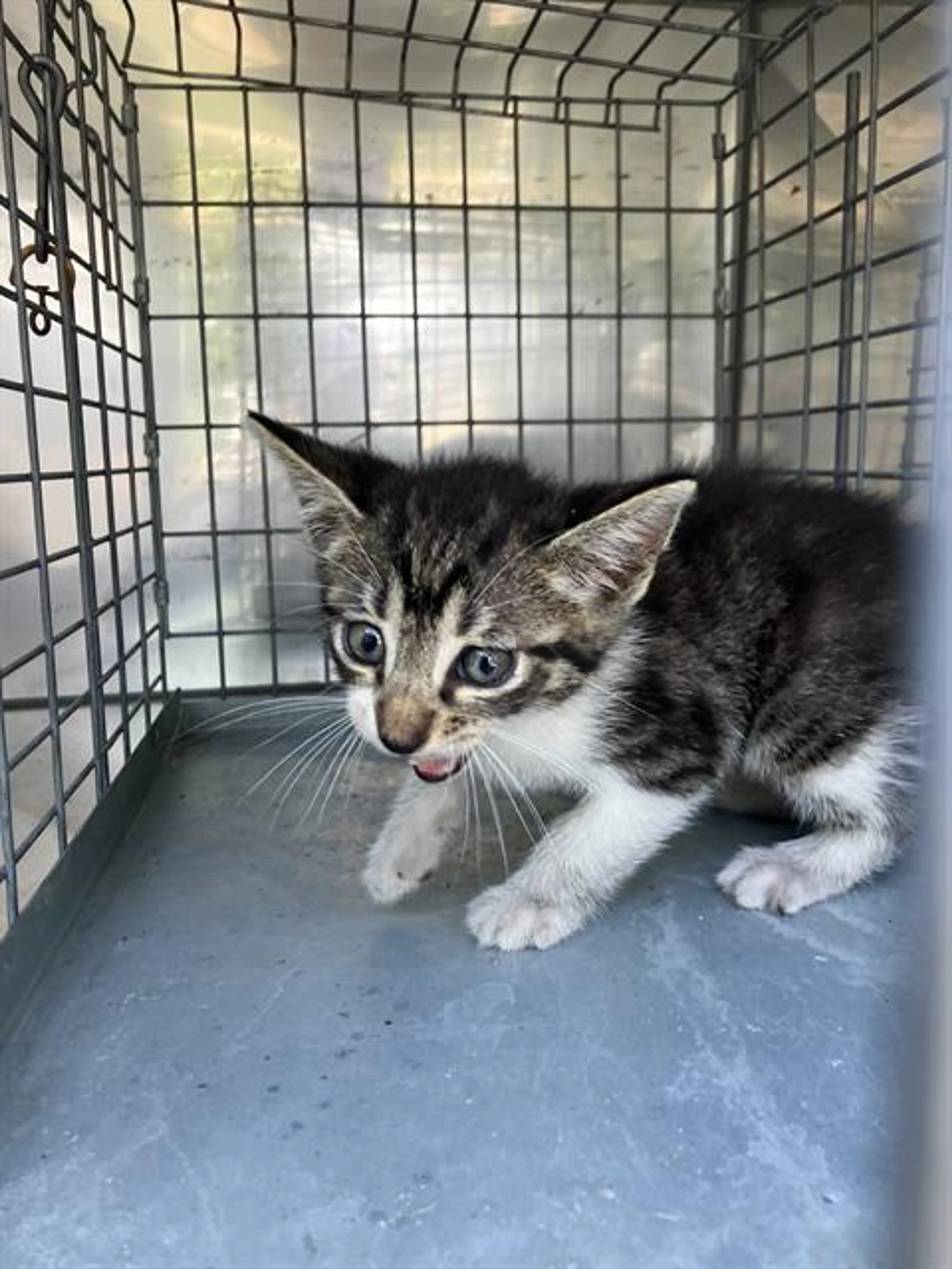 cdn image