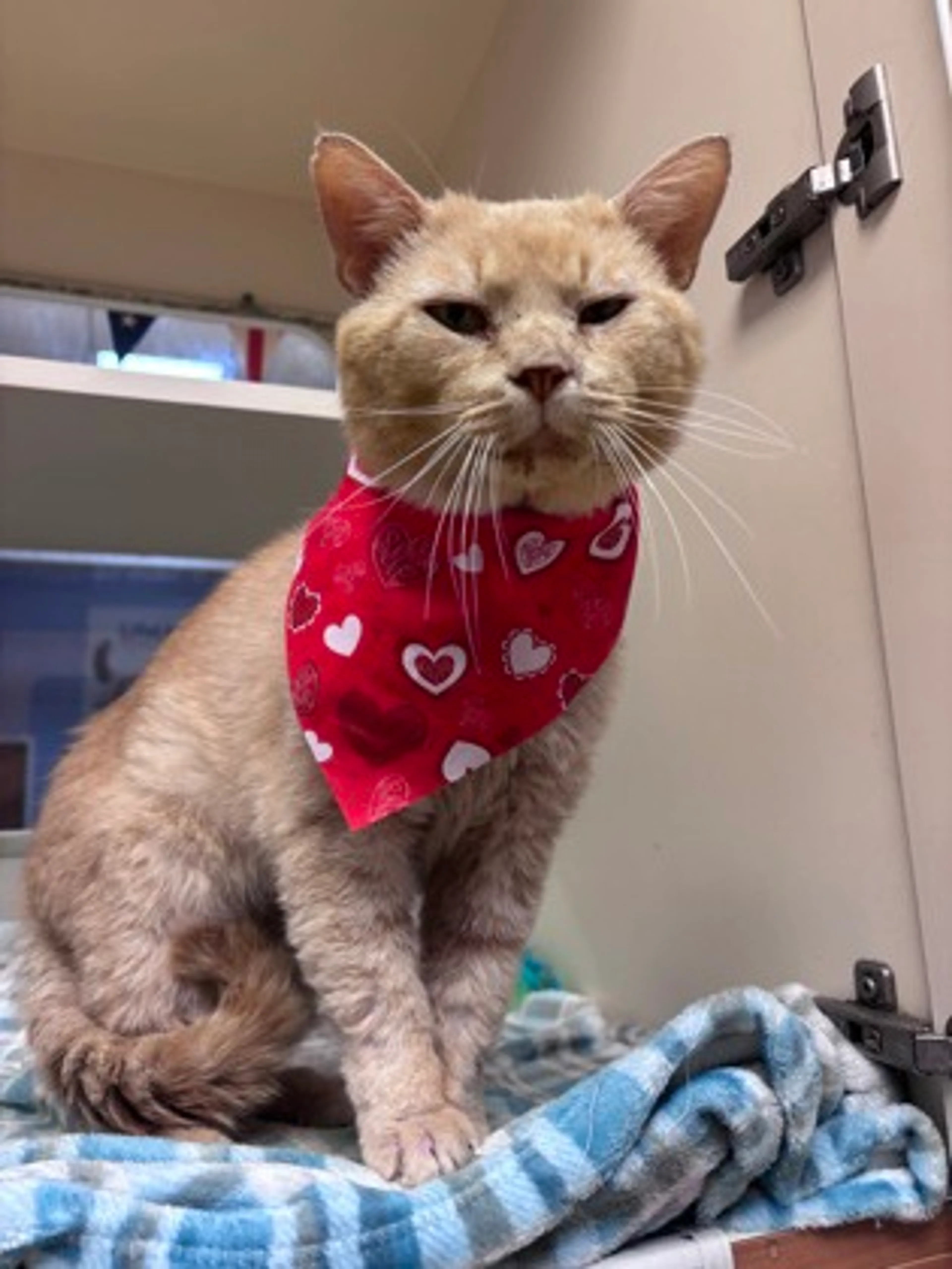 cdn image