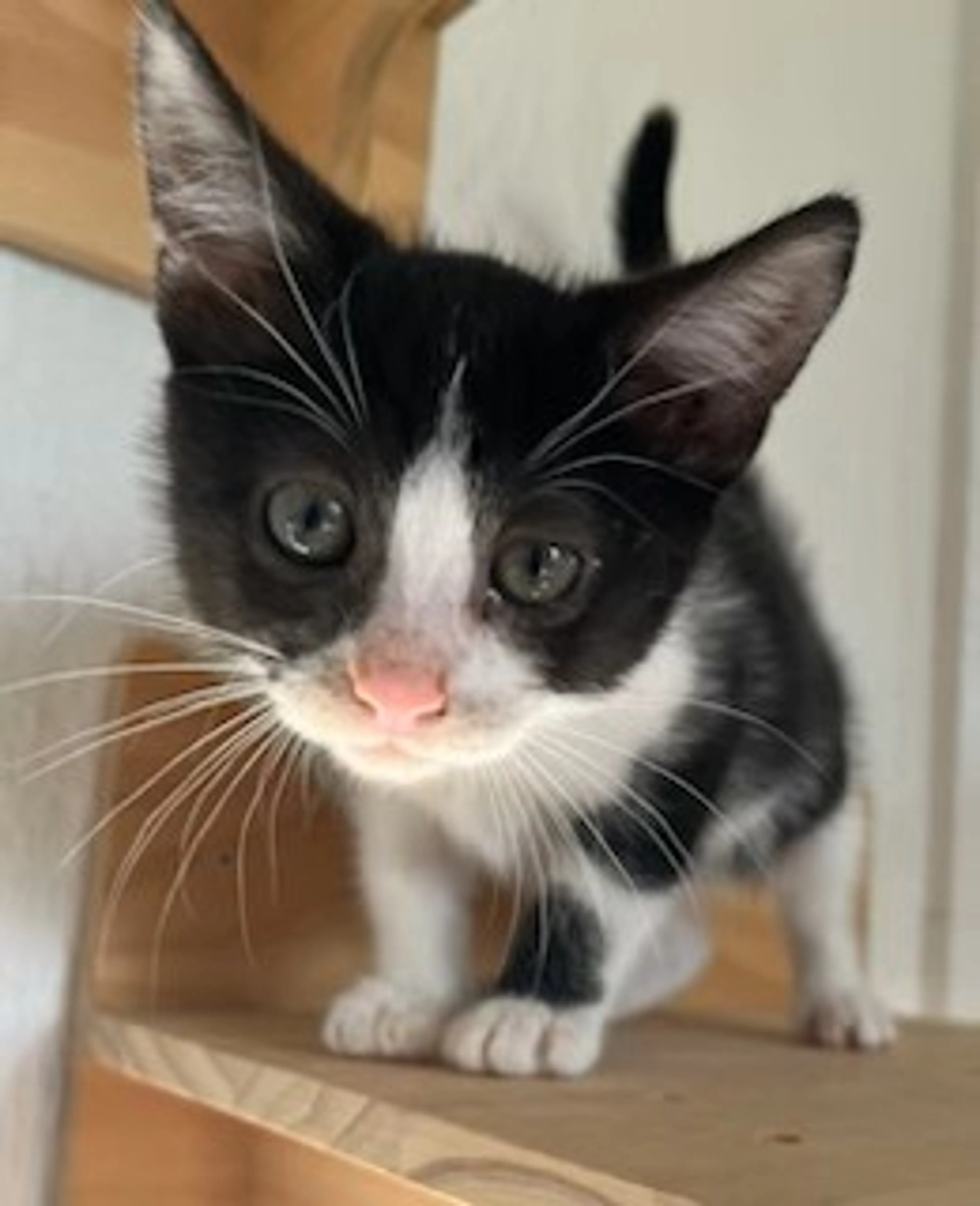 cdn image