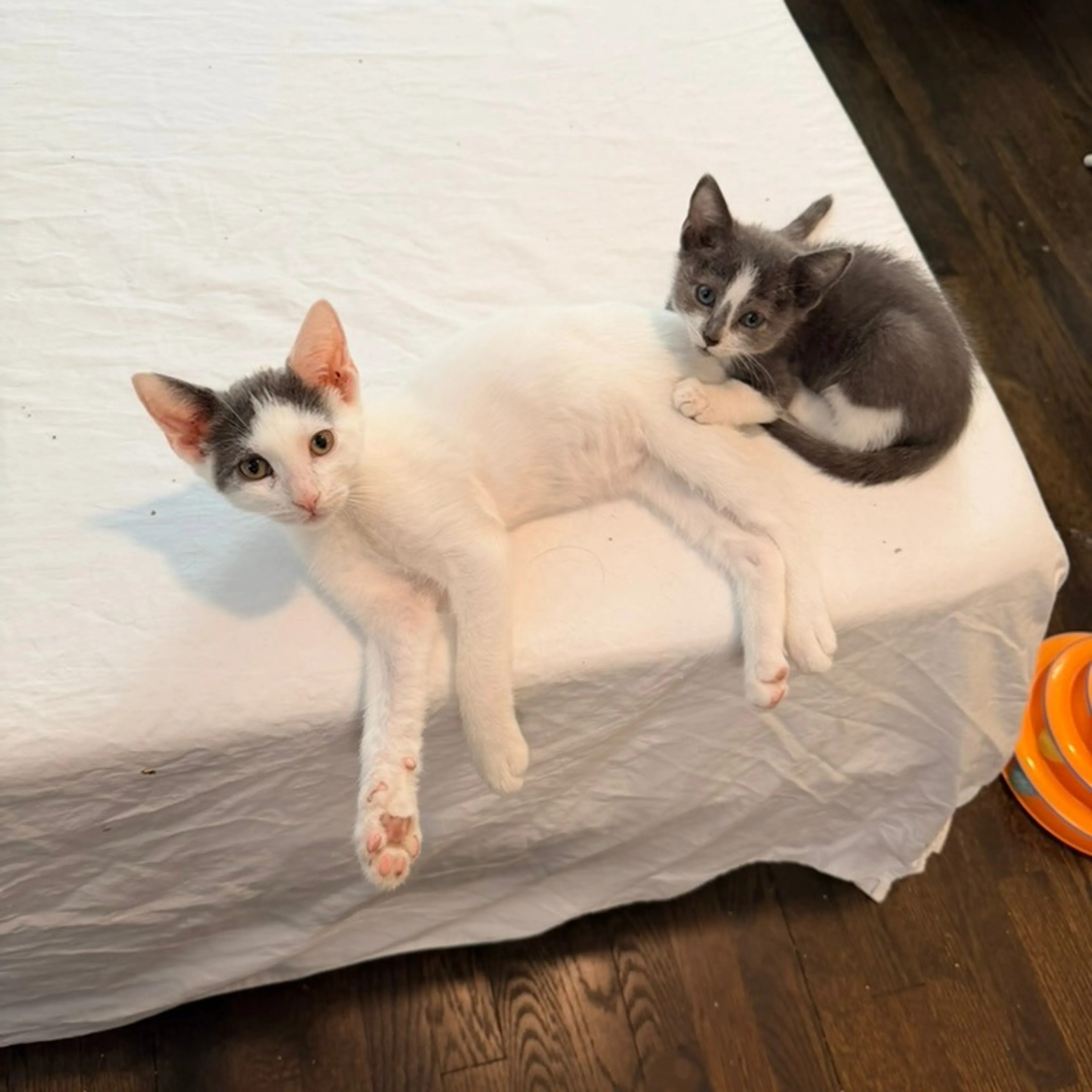 cdn image