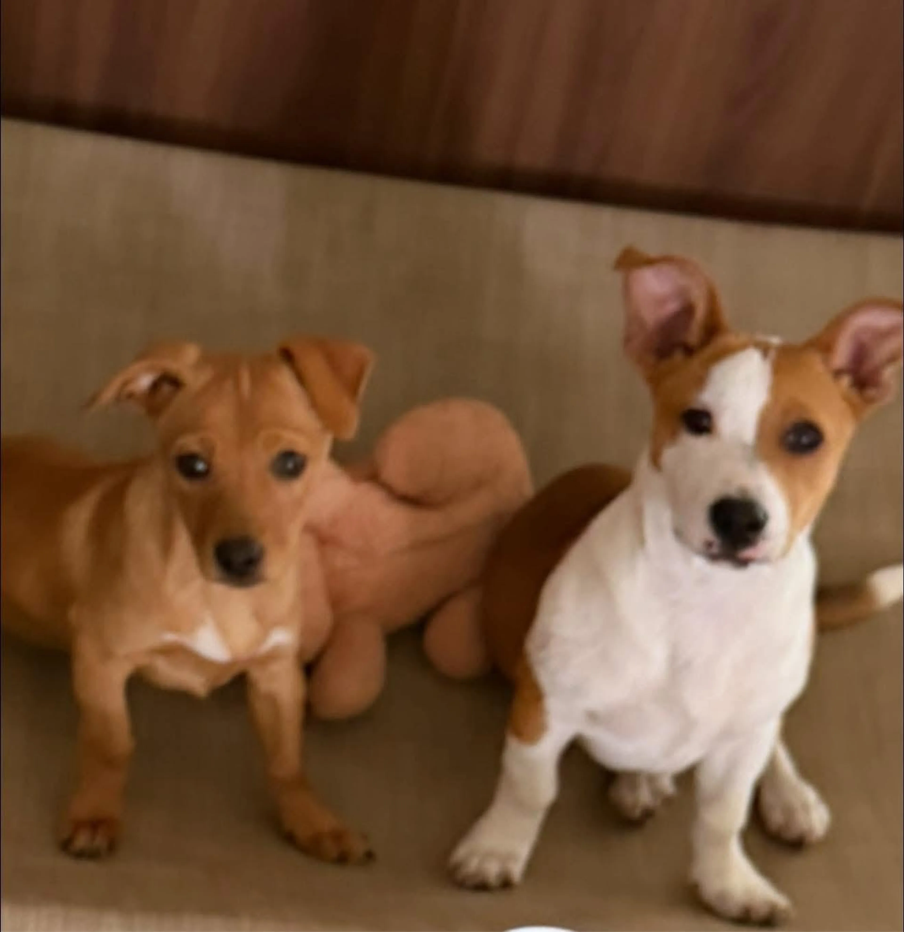 cdn image