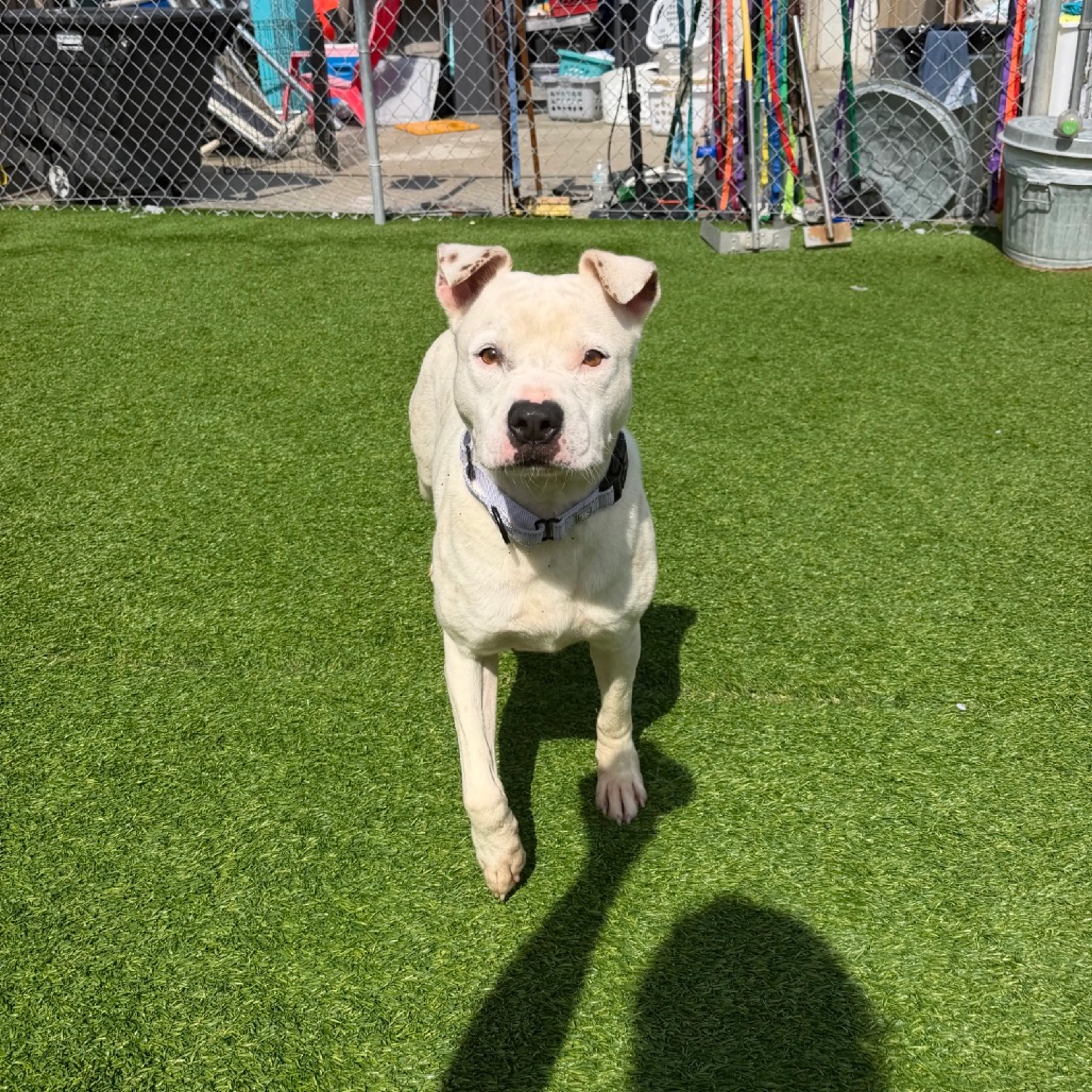 cdn image