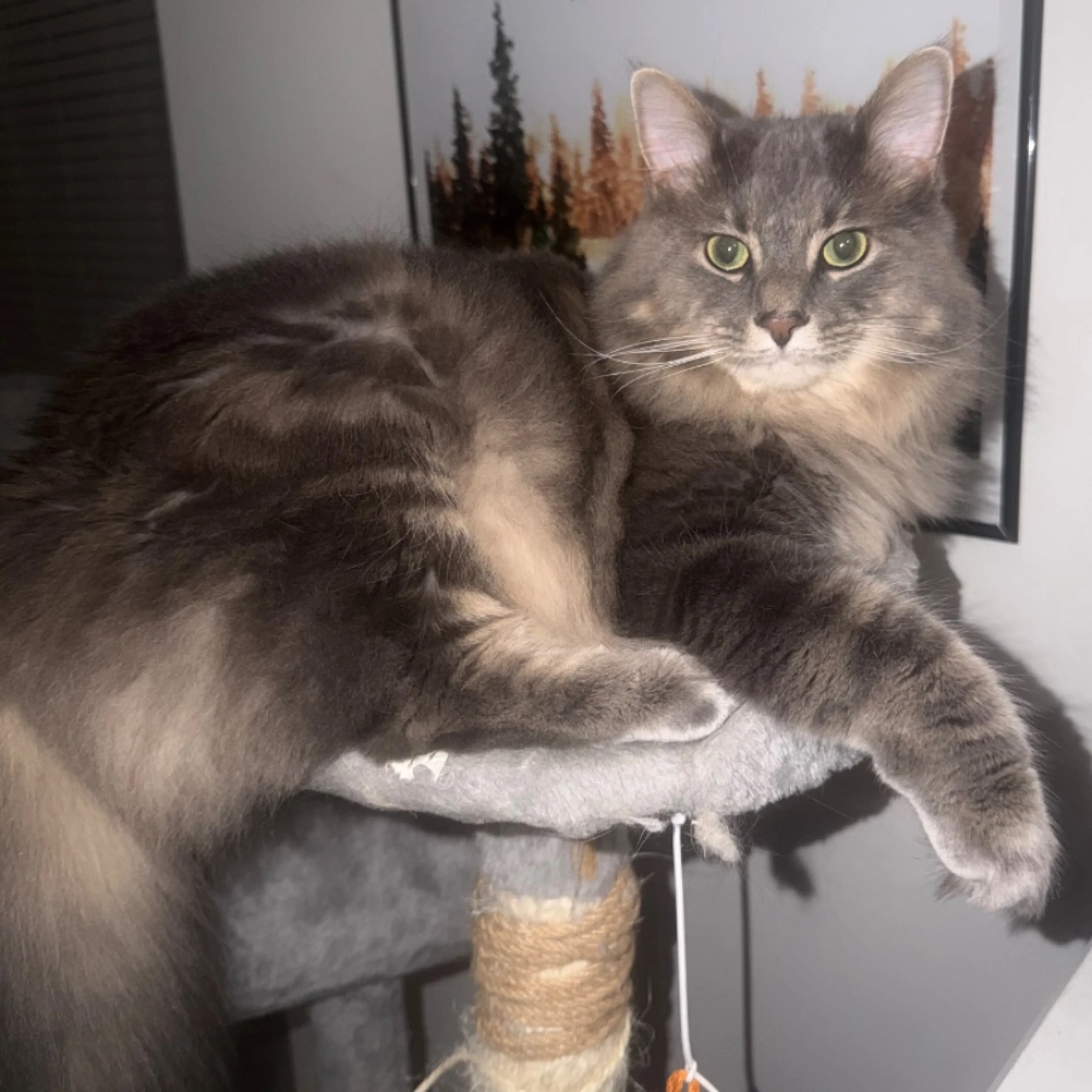 cdn image