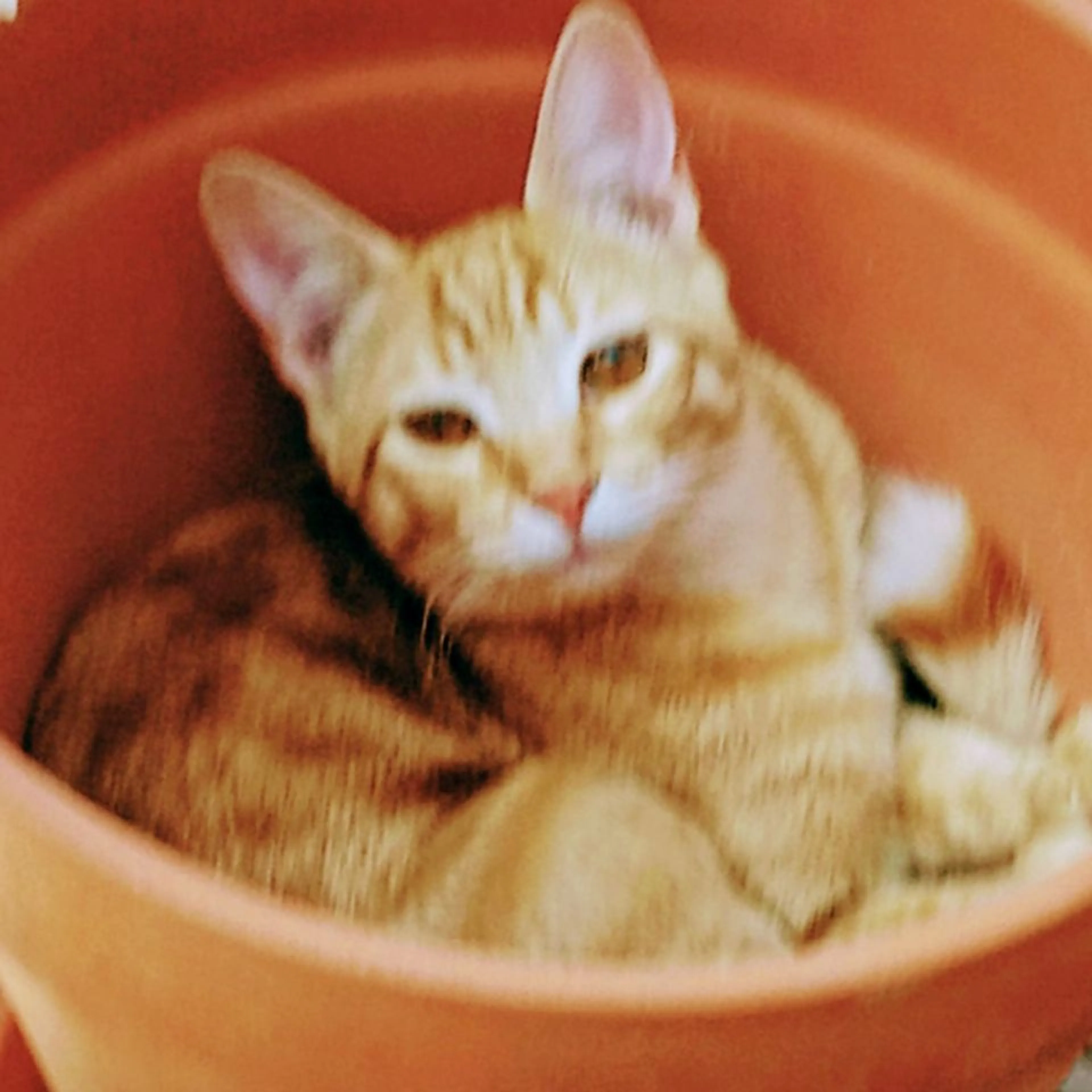 cdn image