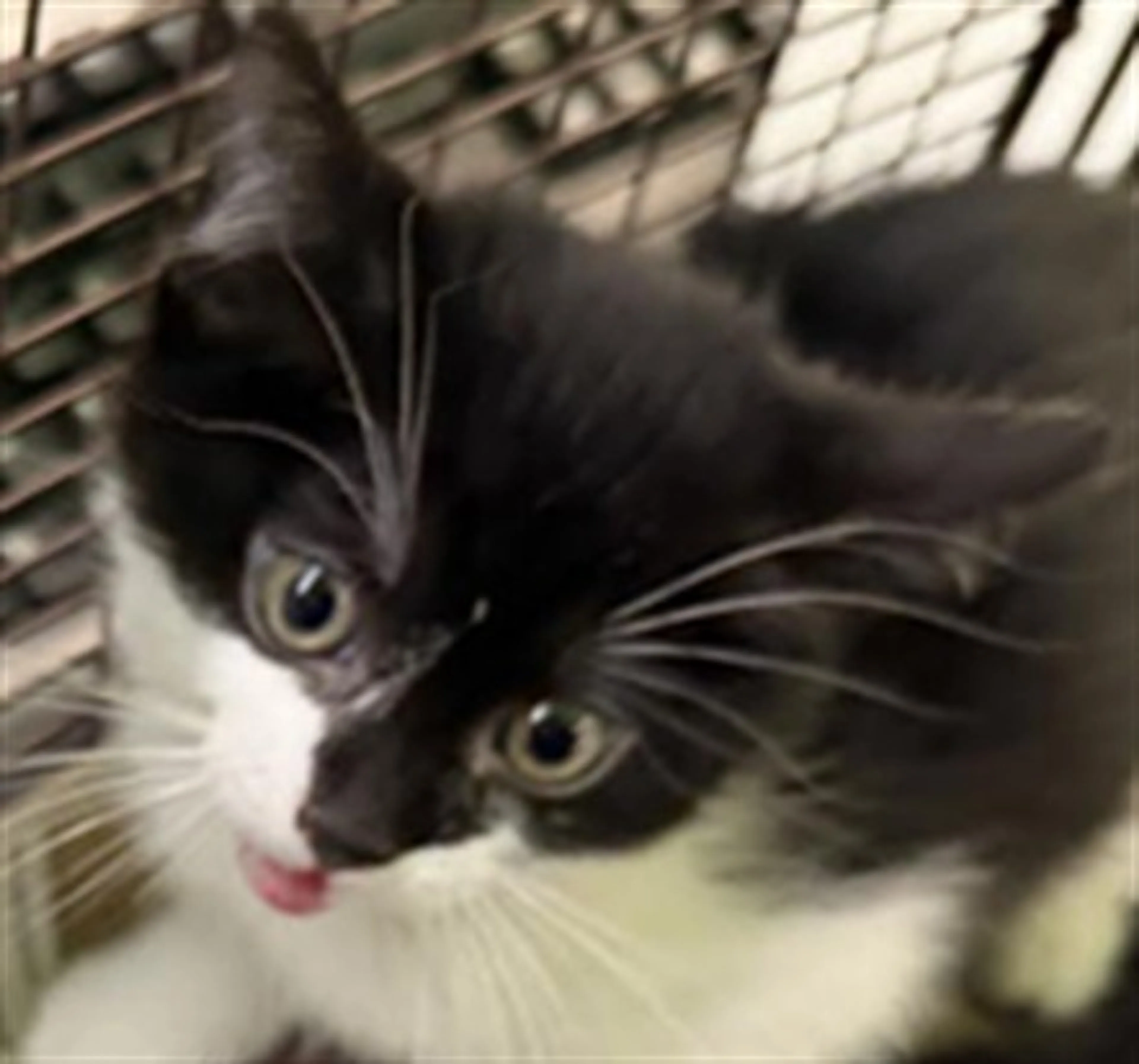 cdn image