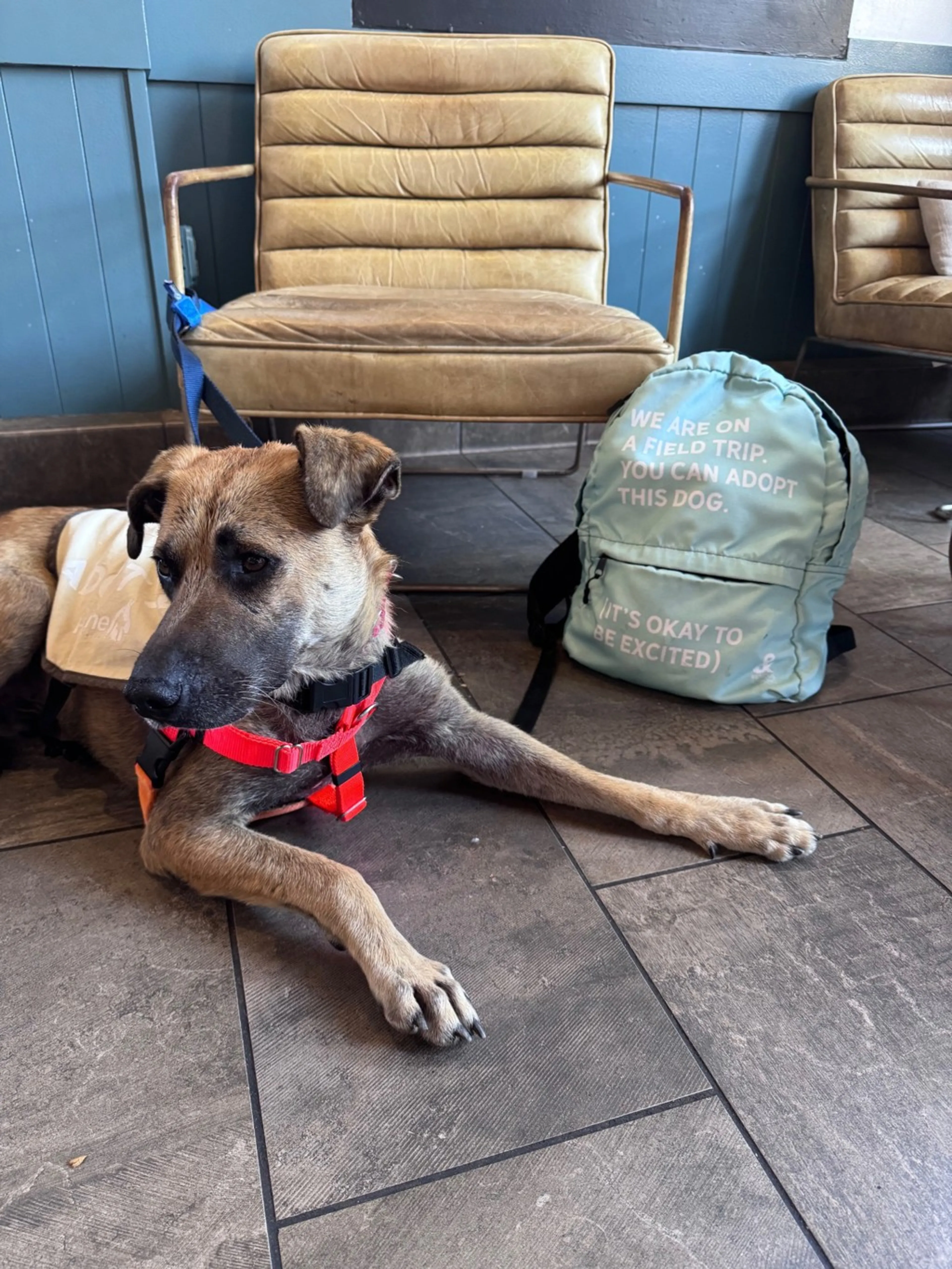 cdn image