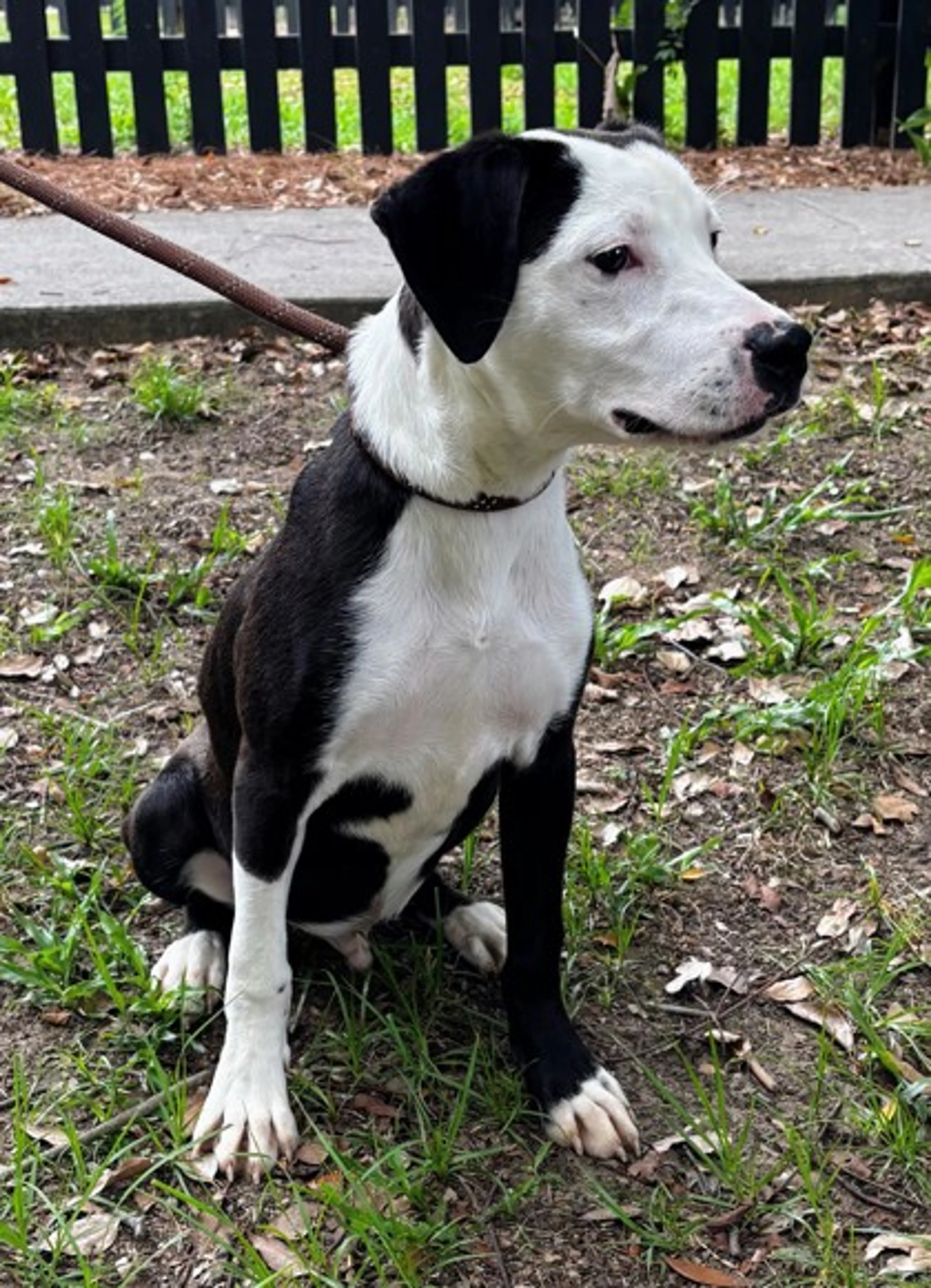 cdn image